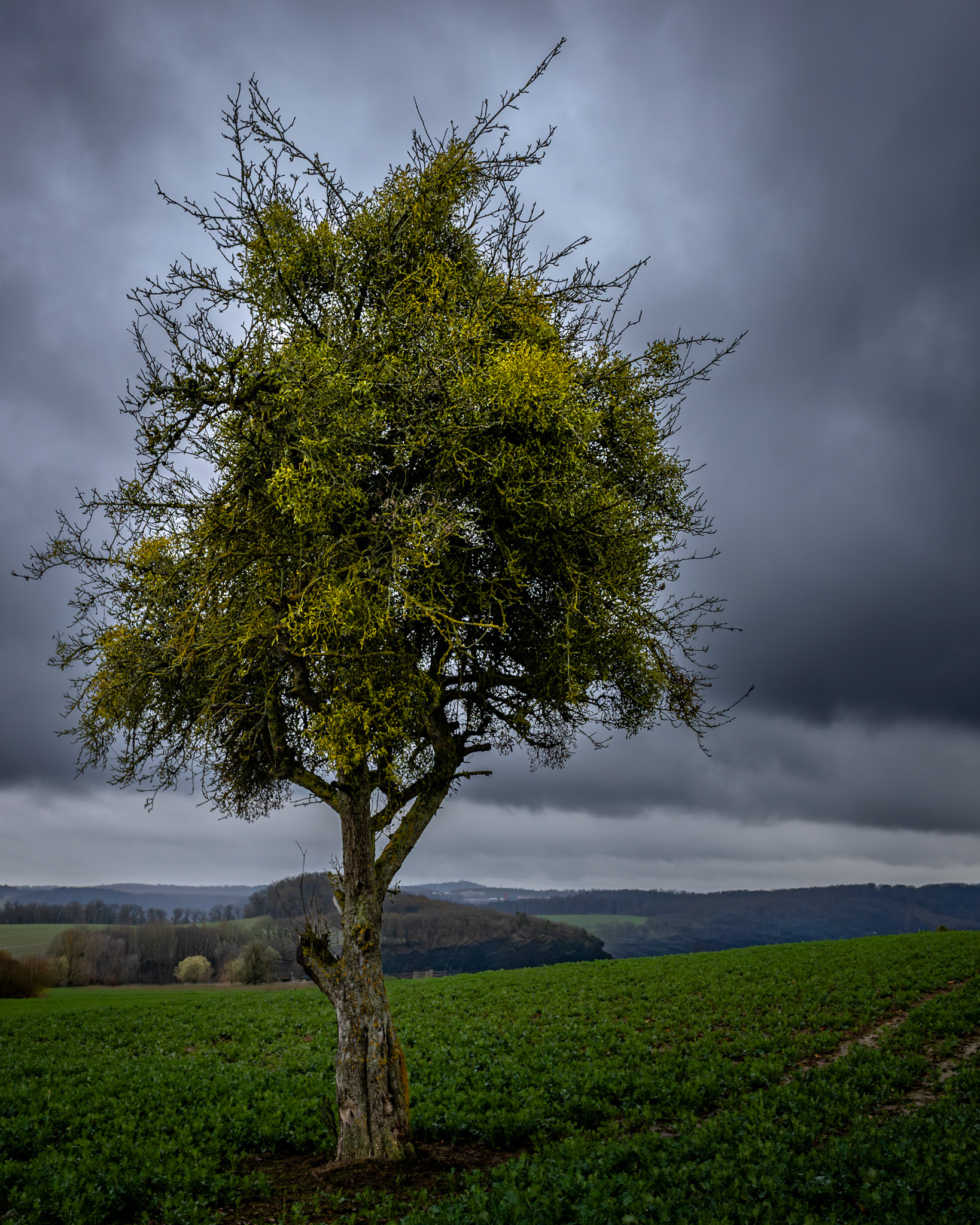 Ein alter Apfelbaum östlich von Obererbach auf dem Feld, der von Misteln überwuchert wird