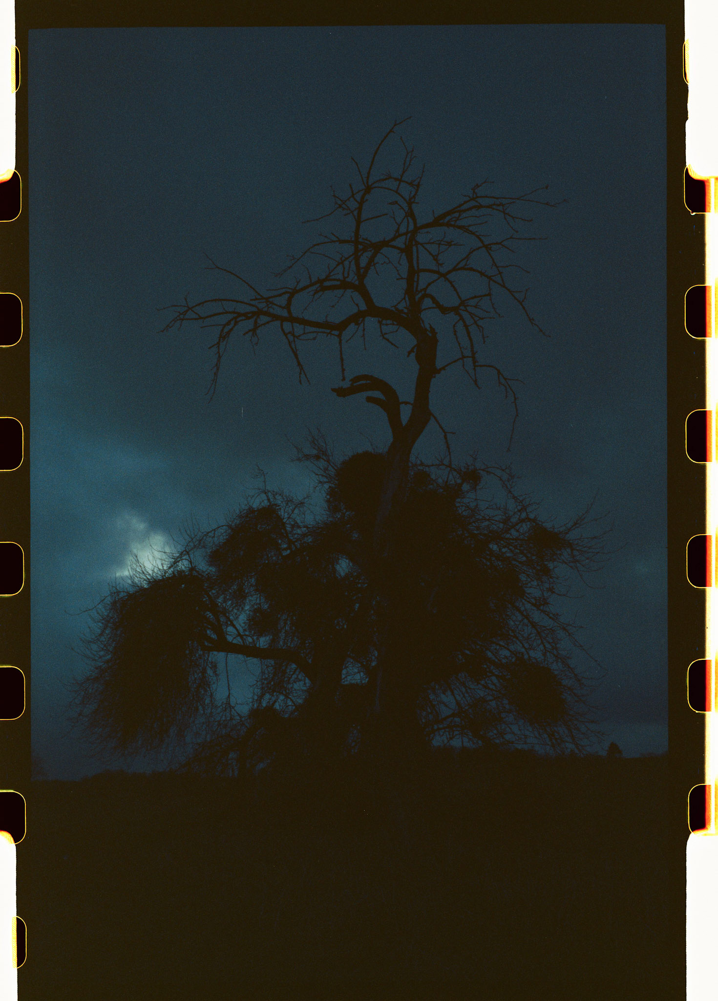 Alte, knorrige Apfelbäume. Leica M4, Voigtländer Ultron 35mm F2.0, Cinestill 500t mit Push +2