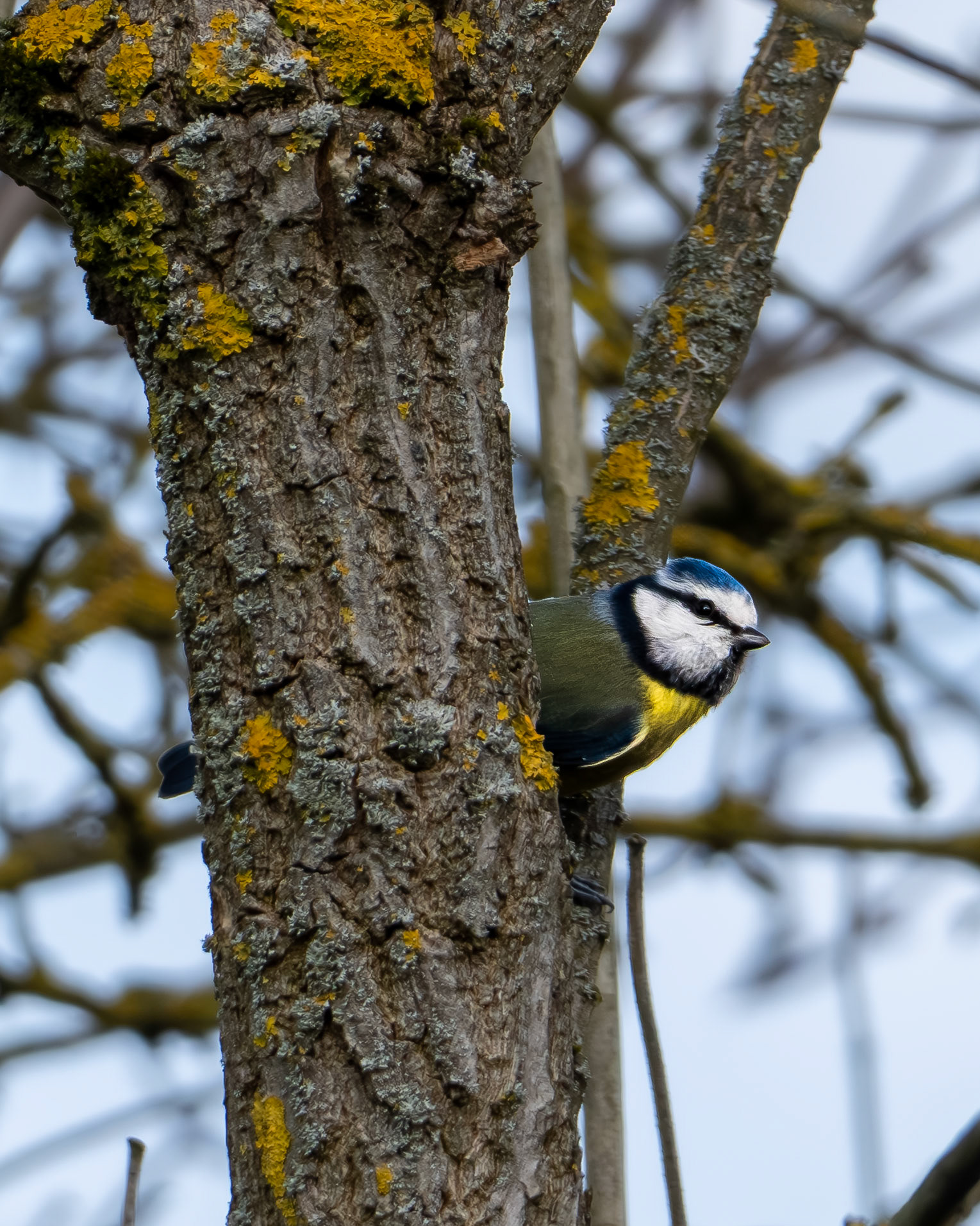Kohlmeise (Parus major) auf einem Baum.