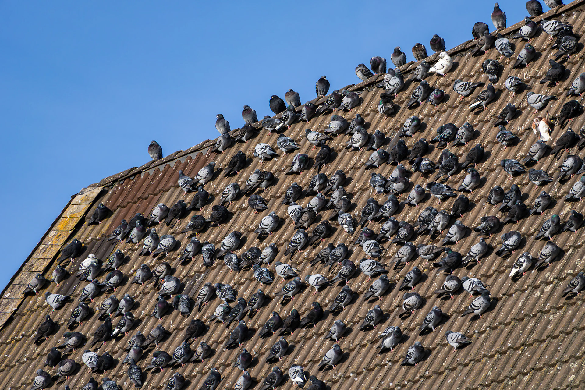 Tauben sonnen sich auf einem Dach