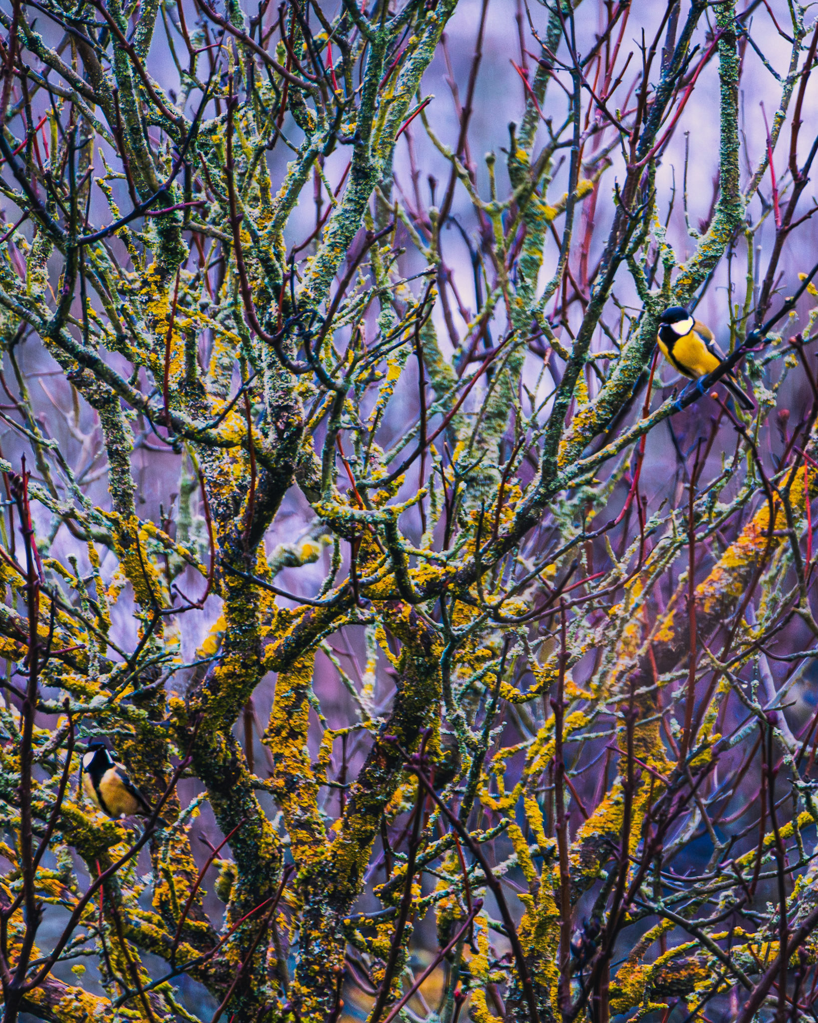 Kohlmeisen (Parus major)