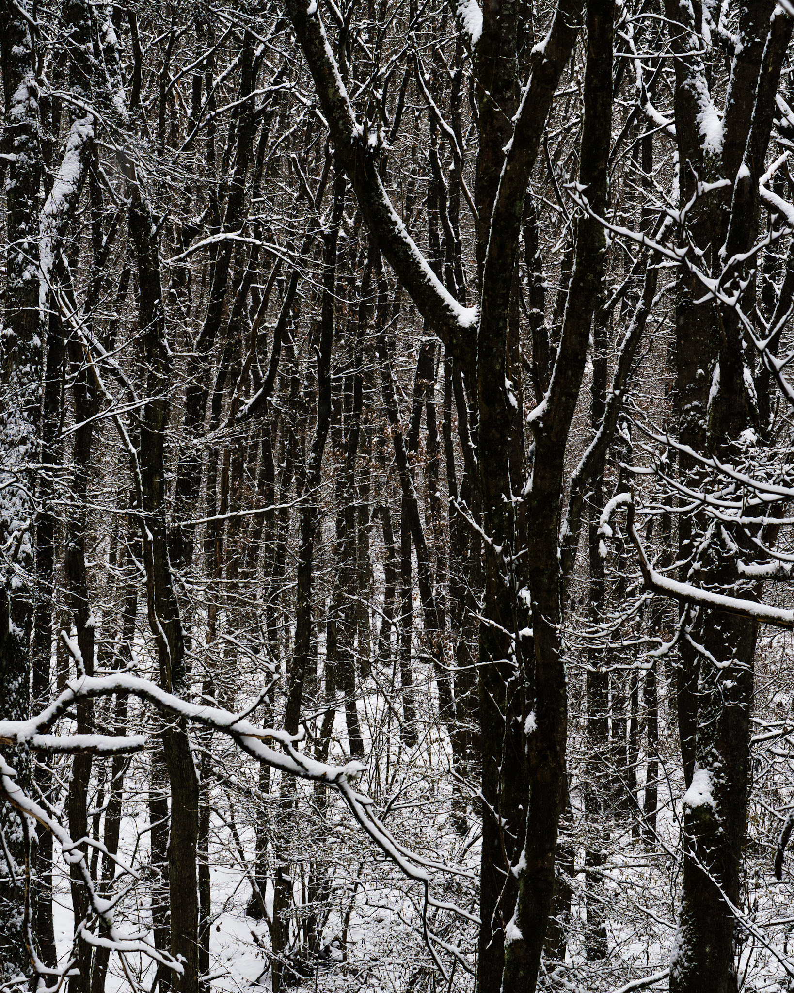 Dichter Wald nahe Magdalenenhausen