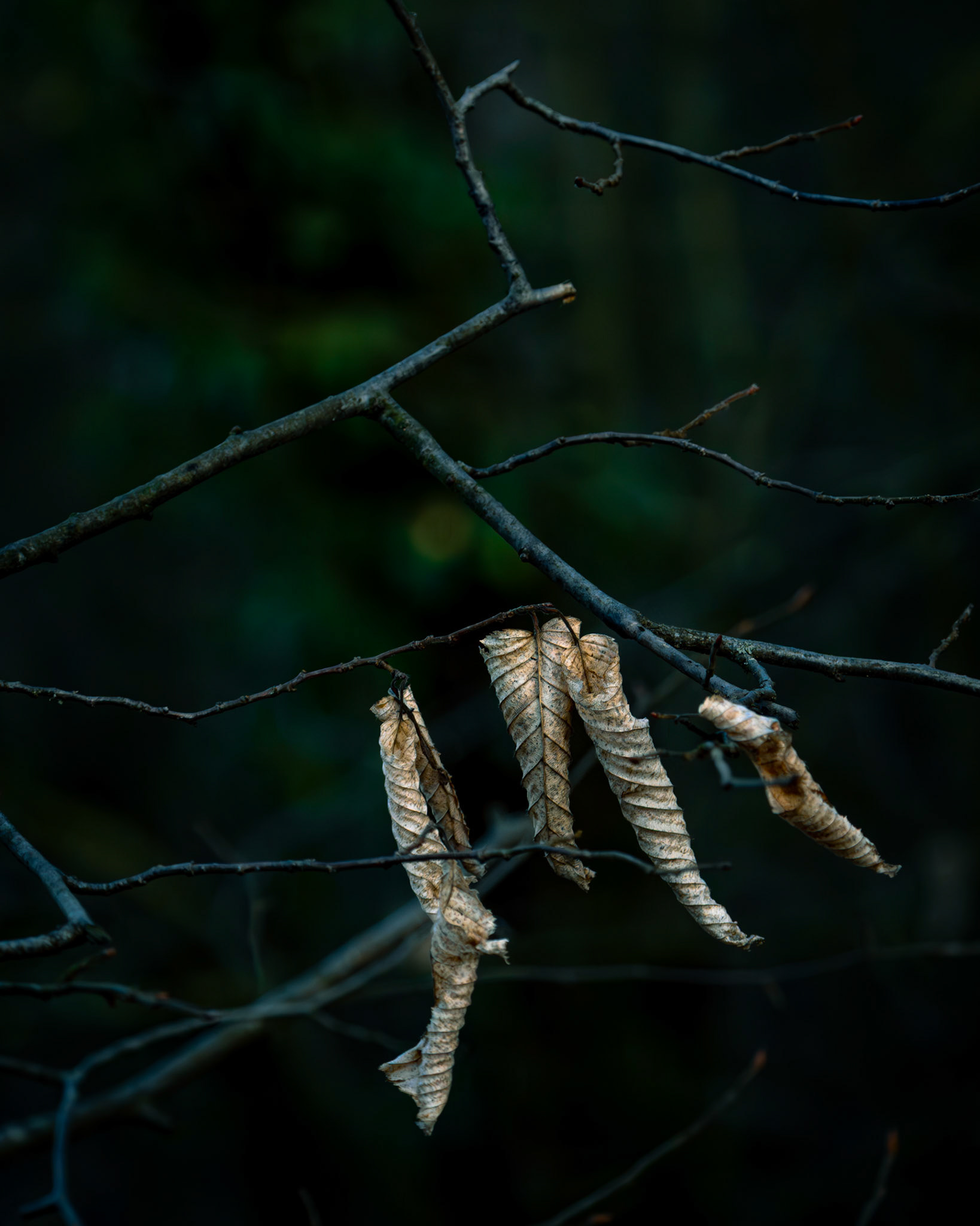 Letztes Laub am Ast im Winter