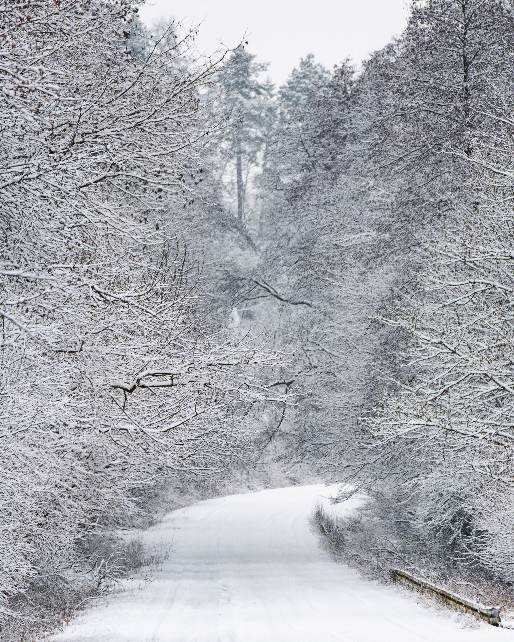Verschneite Baumwipfel und Straße zwischen Tierheim Wetzlar und Magdalenenhausen