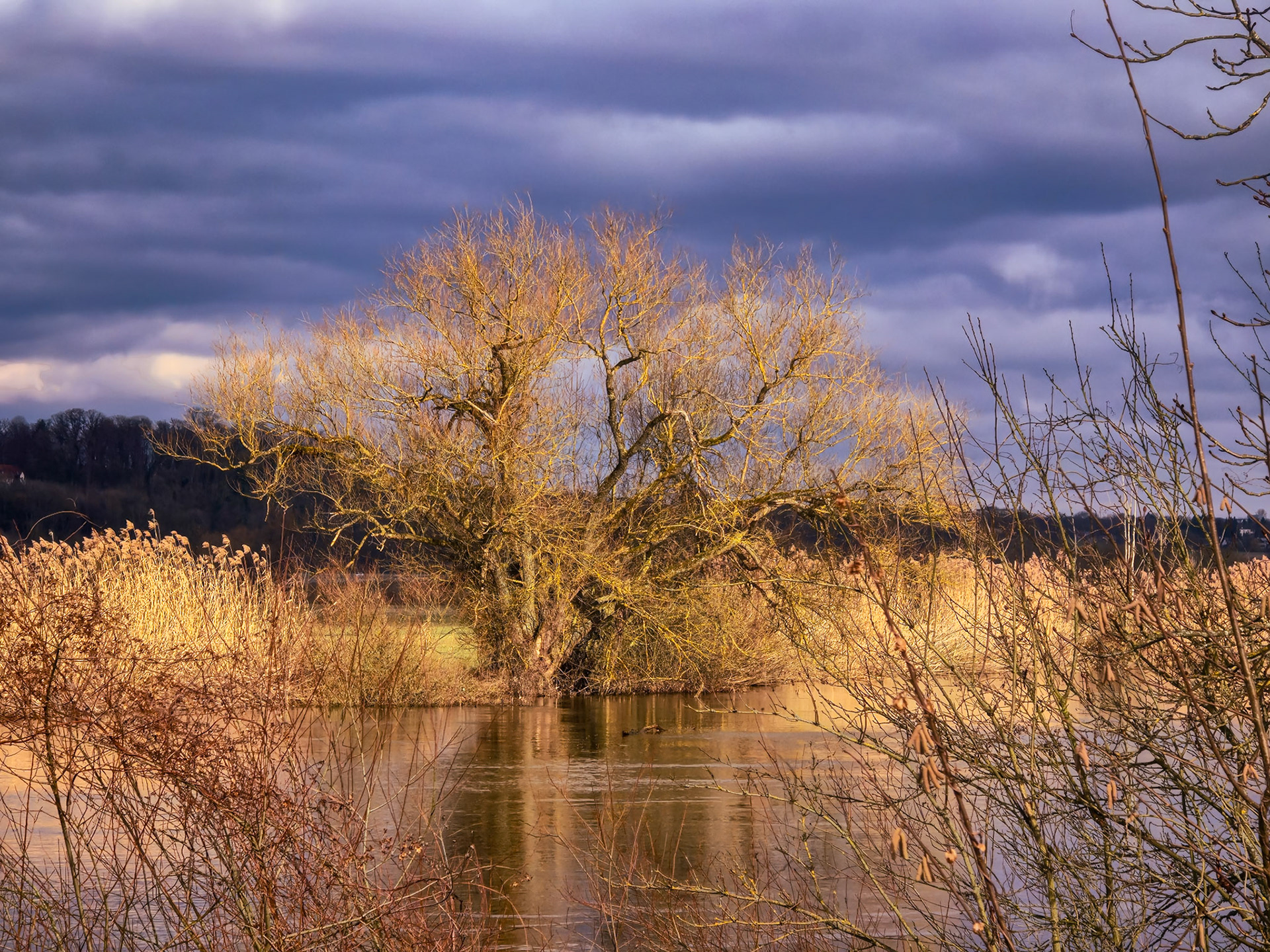 Silber-Weide (Salix alba) an der Lahn im Sonnenschein