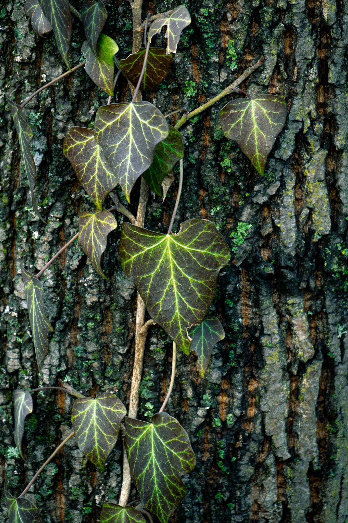 Ein Efeu windet sich einen Baum hoch