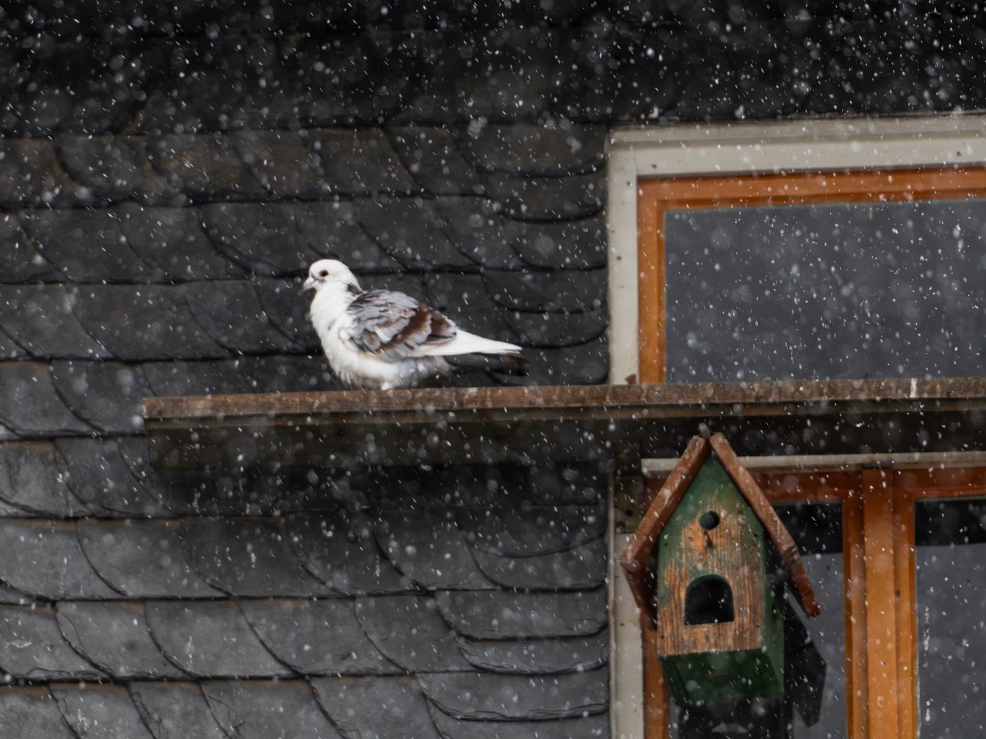 Weiße Haustaube auf einem verschneiten Dachvorsprung in der Wetzlarer Langgasse.