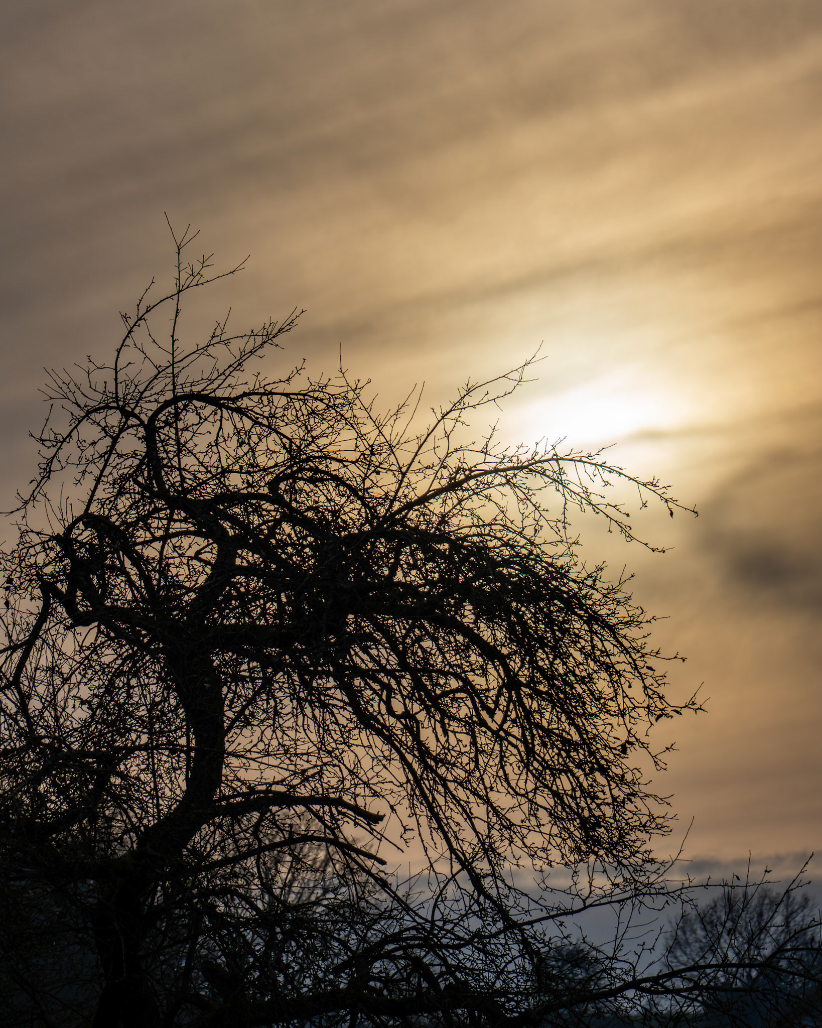 Die Silouette eines knorrigen alten Apfelbaums vor dem wolkendurchhangenen Winterabendhimmel