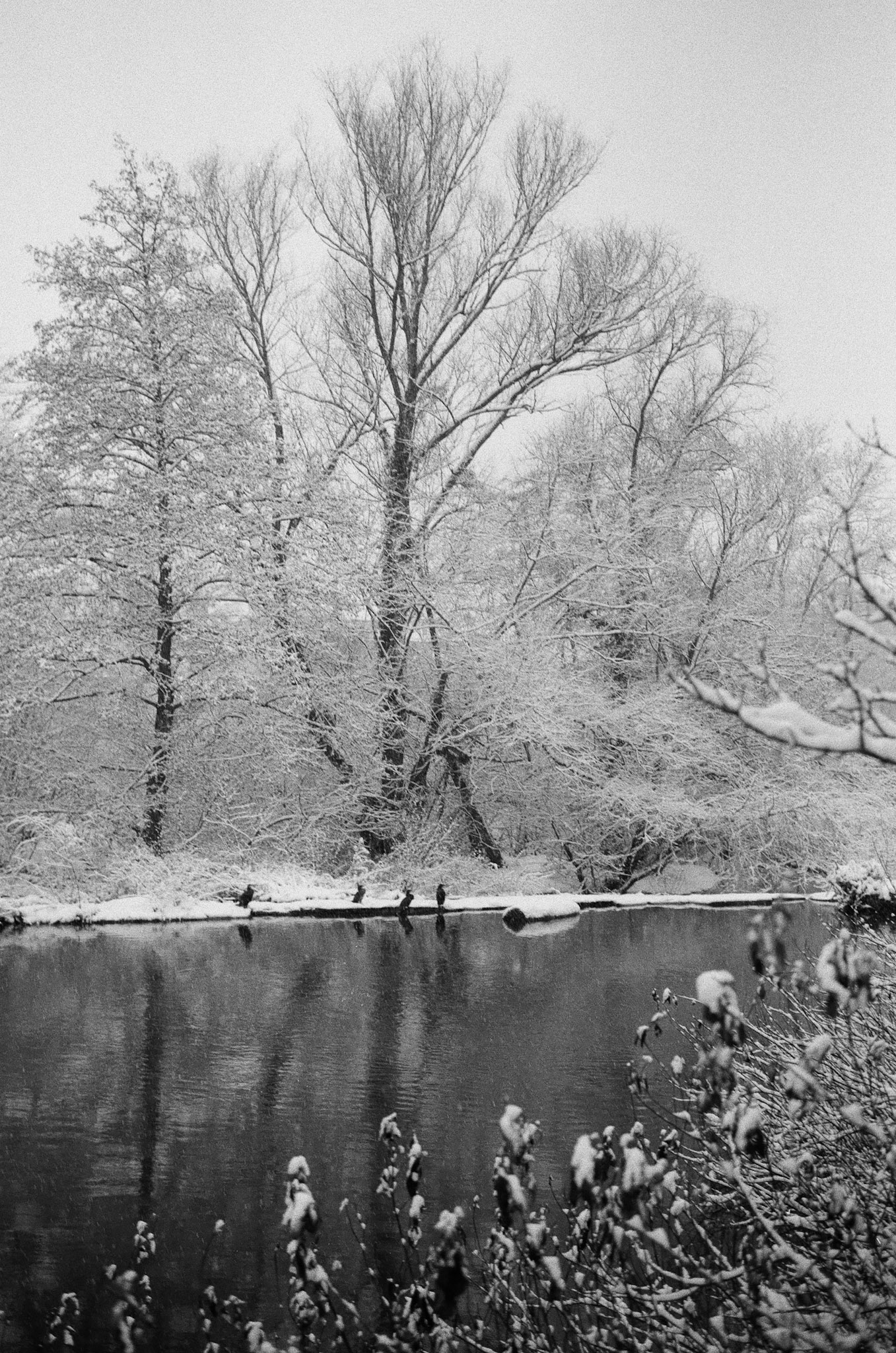 Wetzlarer Lahninsel im Winter, Leica M4, Voigtländer Ultron 35mm F2.0, Agfa 100APX