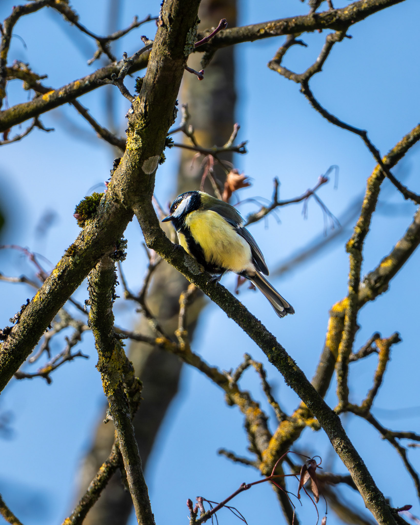 Kohlmeise (Parus major) auf einem Baum in der Wintersonne.