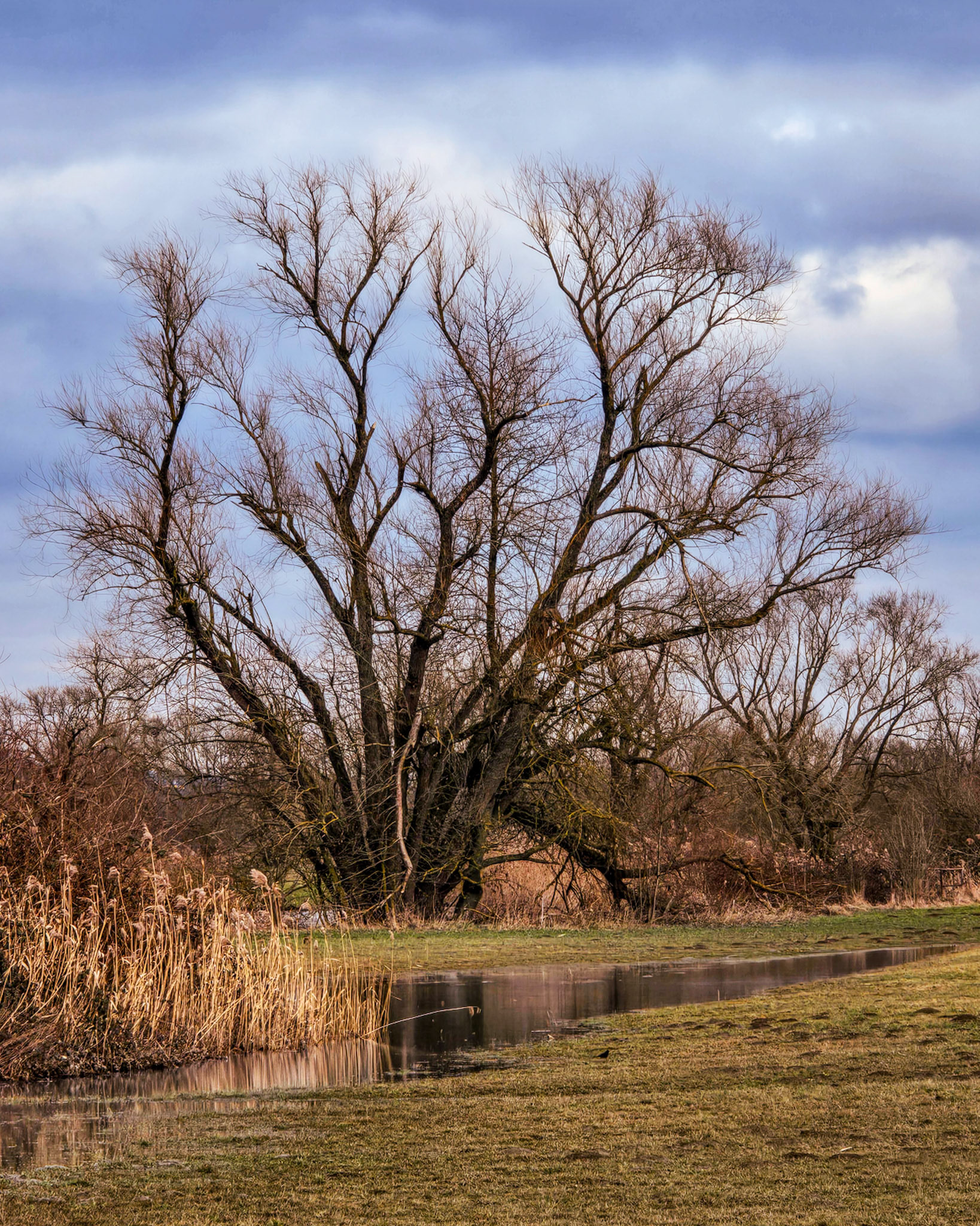 Eine alte Silber-Weide (Salix alba) auf einer Wiese am Lahnufer