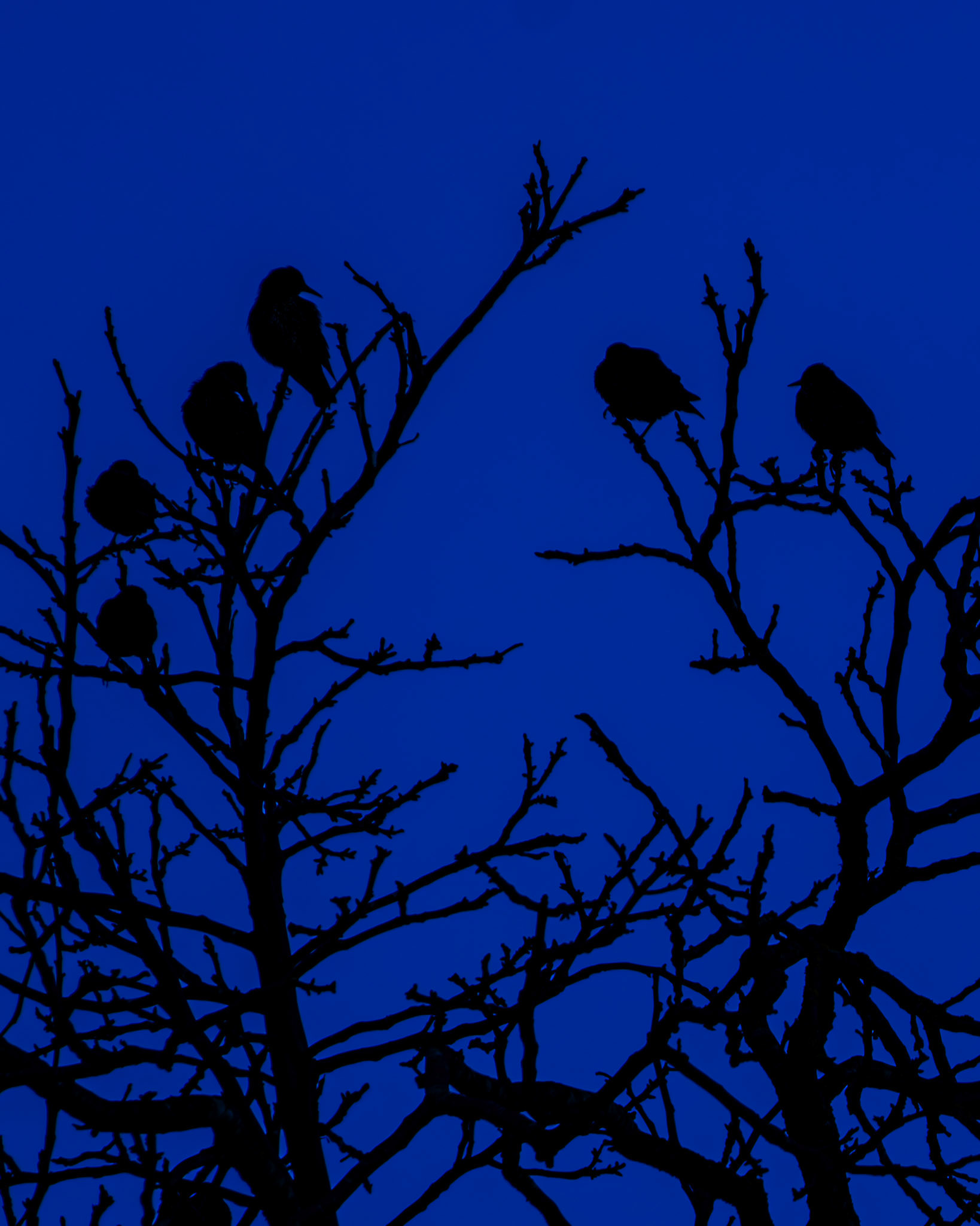 Sperlinge auf dem Weinberg nahe Magdalenenhausen.