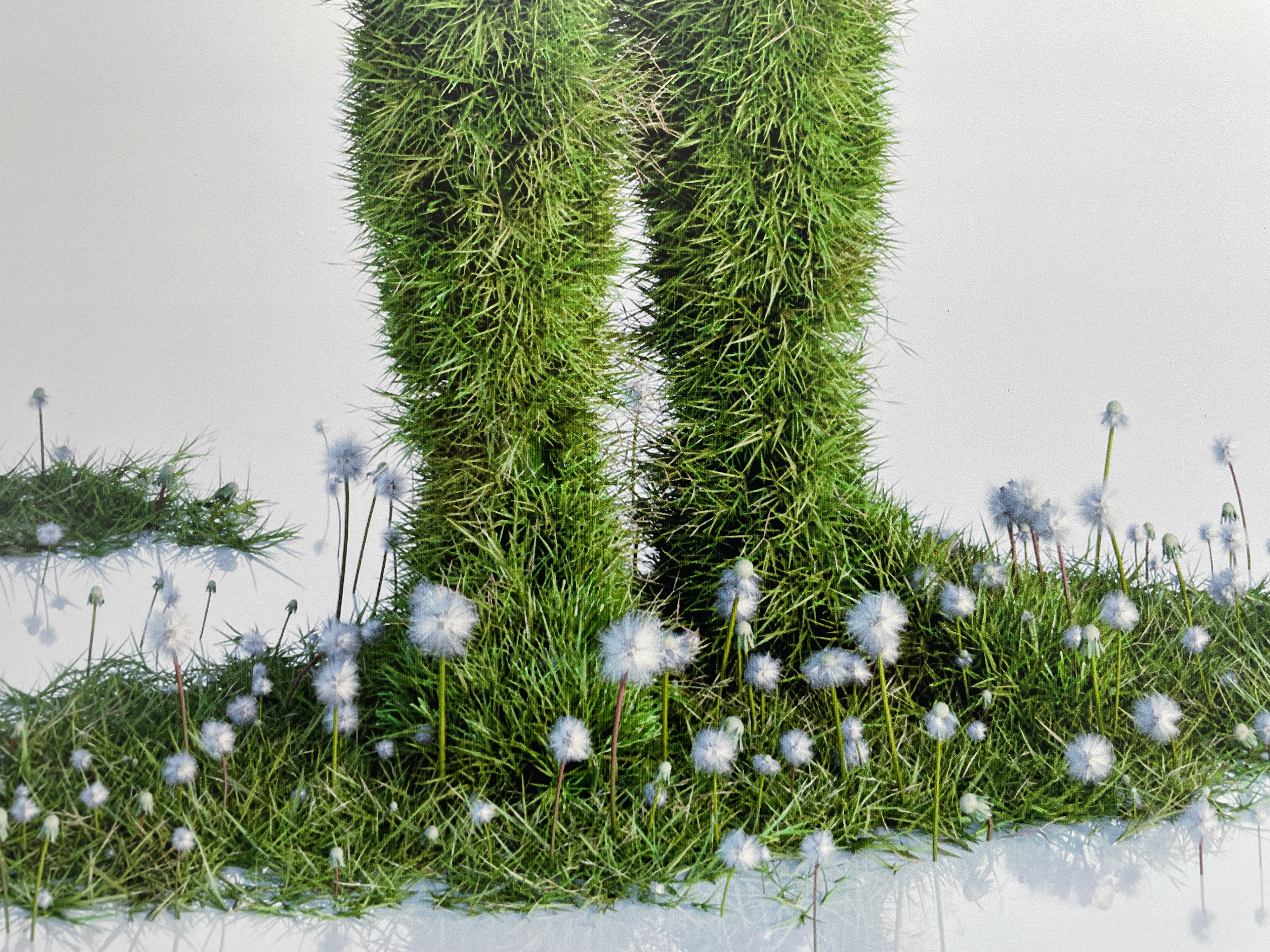 Rooted In Reflection