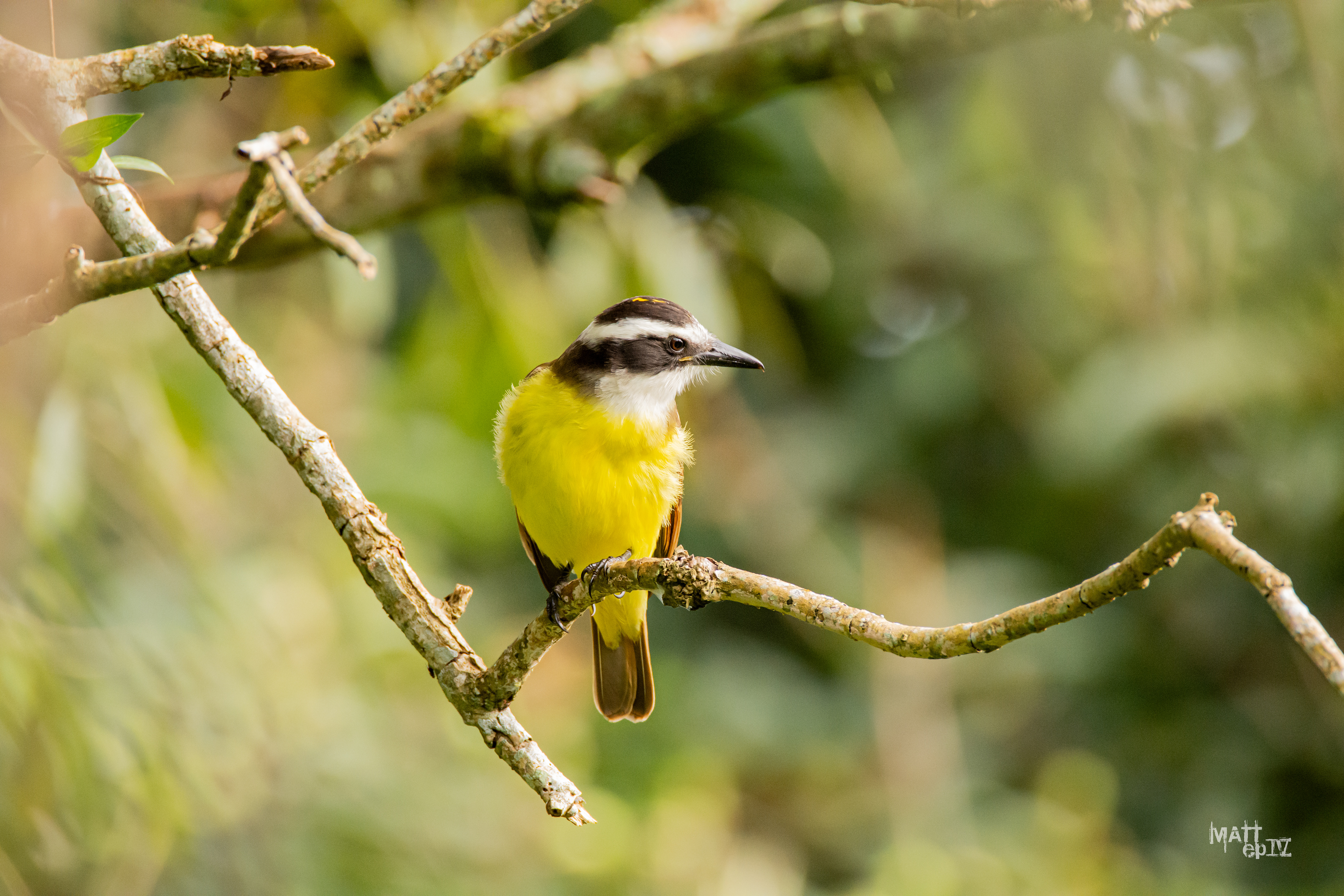 Benteveo (Pitangus sulphuratus)