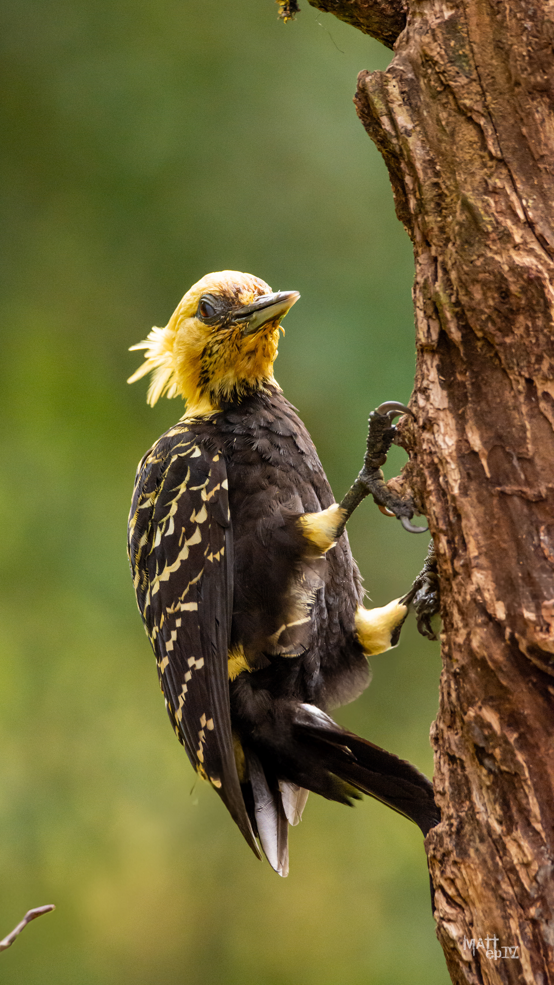 Carpintero Copete Amarillo (Celeus flavescens)
