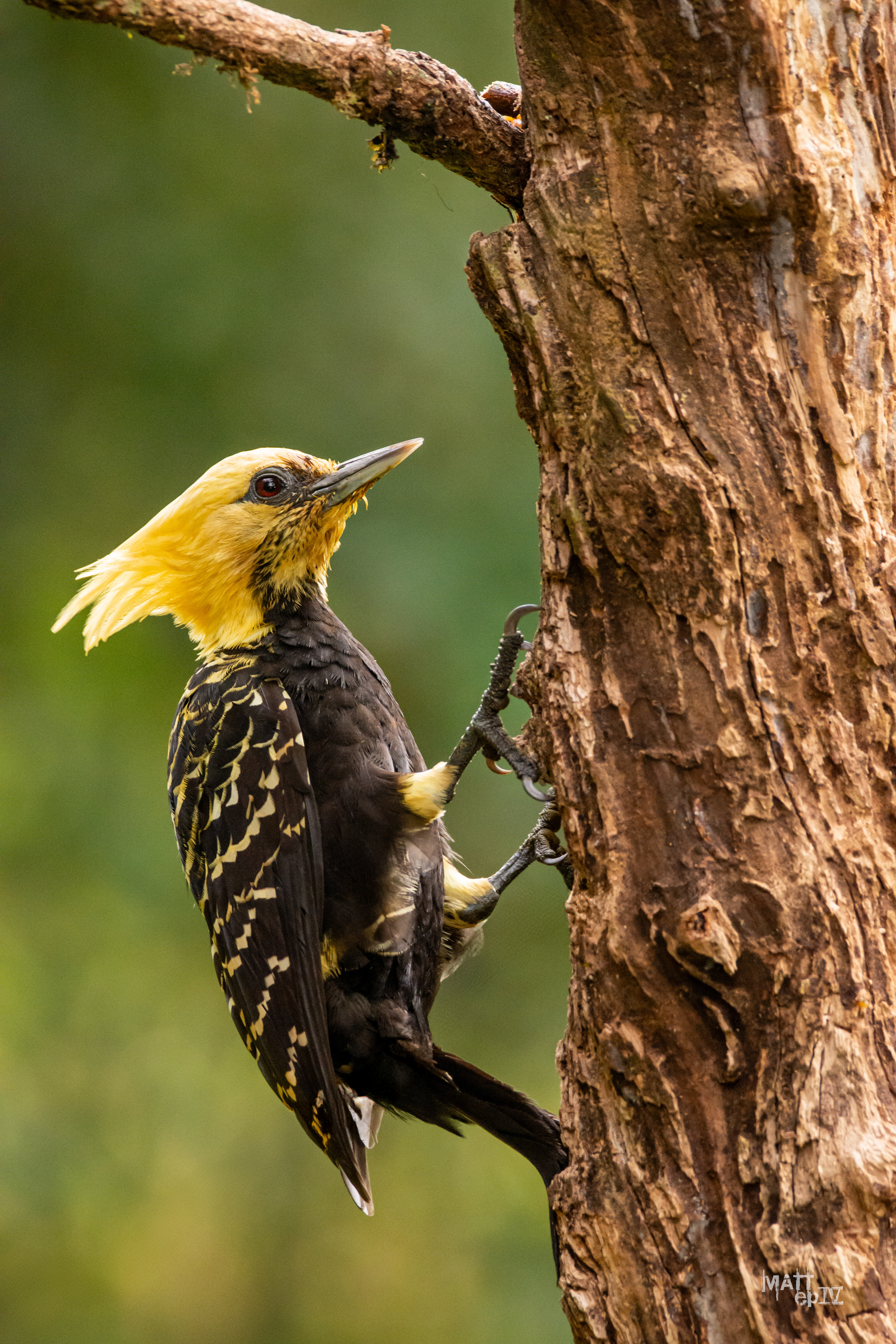 Carpintero Copete Amarillo (Celeus flavescens)