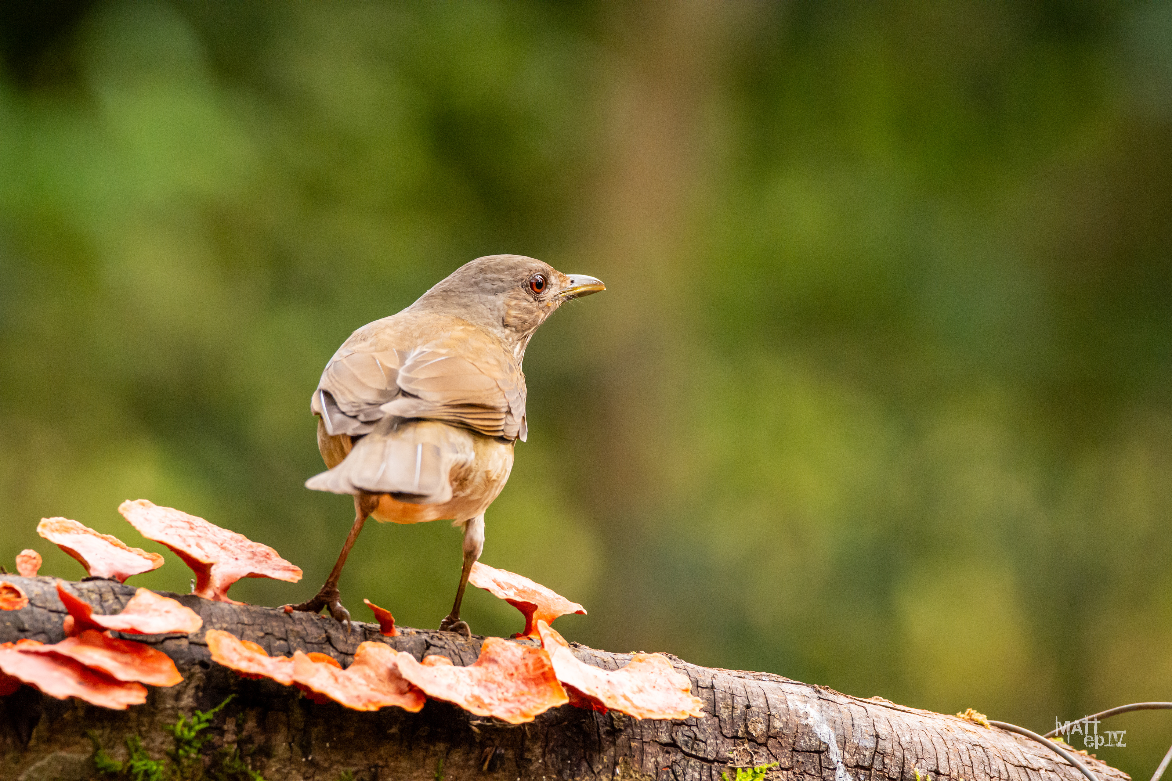 Frutero Negro (Tachyphonus rufus), hembra