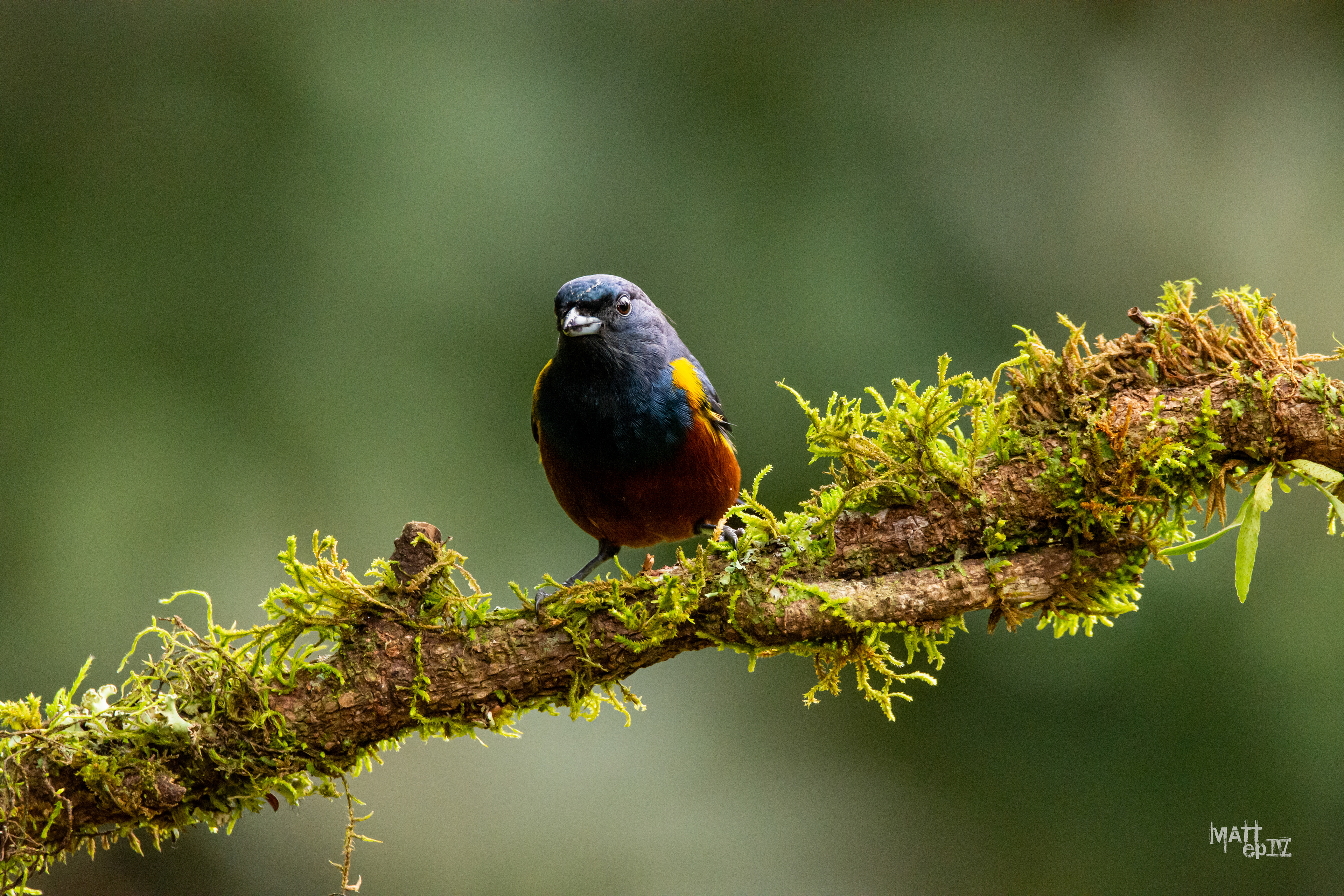 Tangara Alcalde (Euphonia pectoralis)