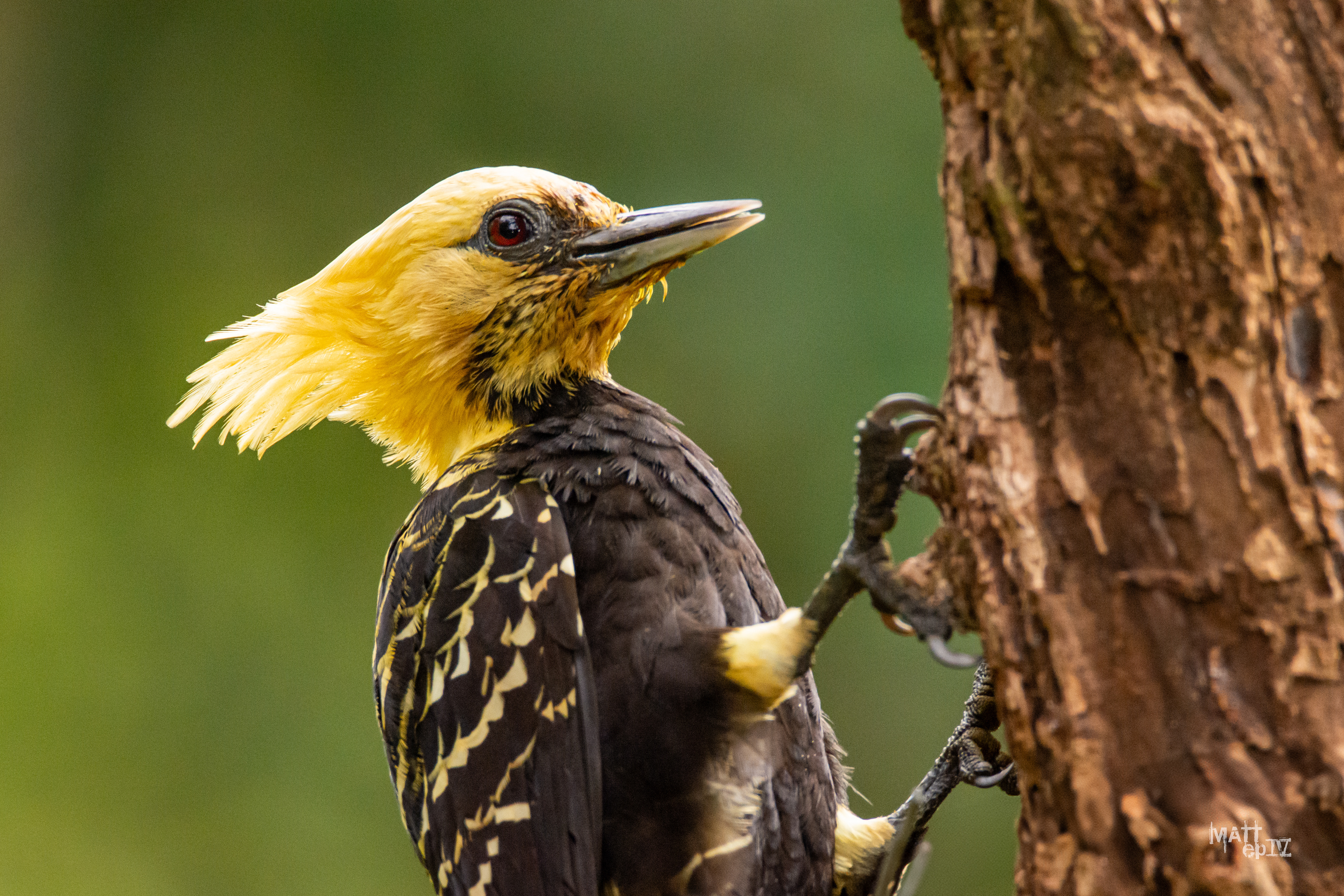 Carpintero Copete Amarillo (Celeus flavescens)