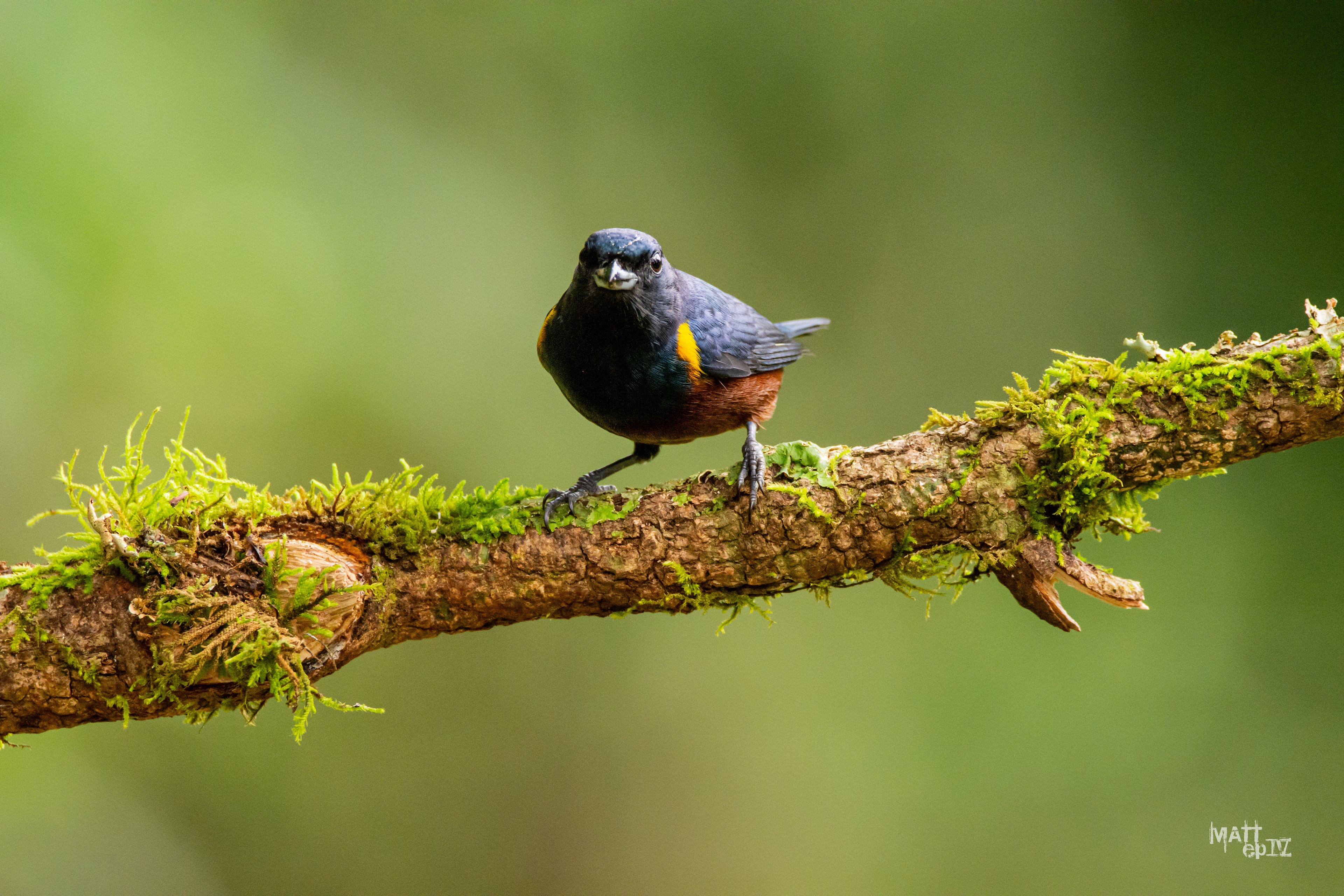 Tangara Alcalde (Euphonia pectoralis)
