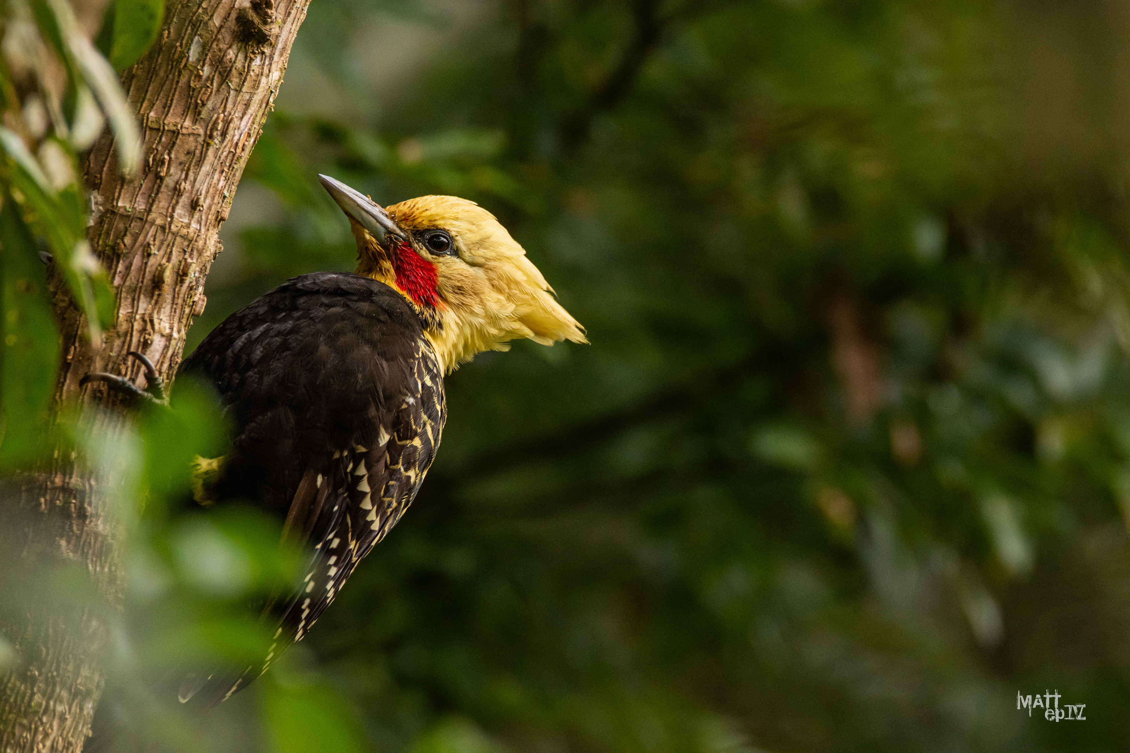 Carpintero Copete Amarillo (Celeus flavescens), Macho