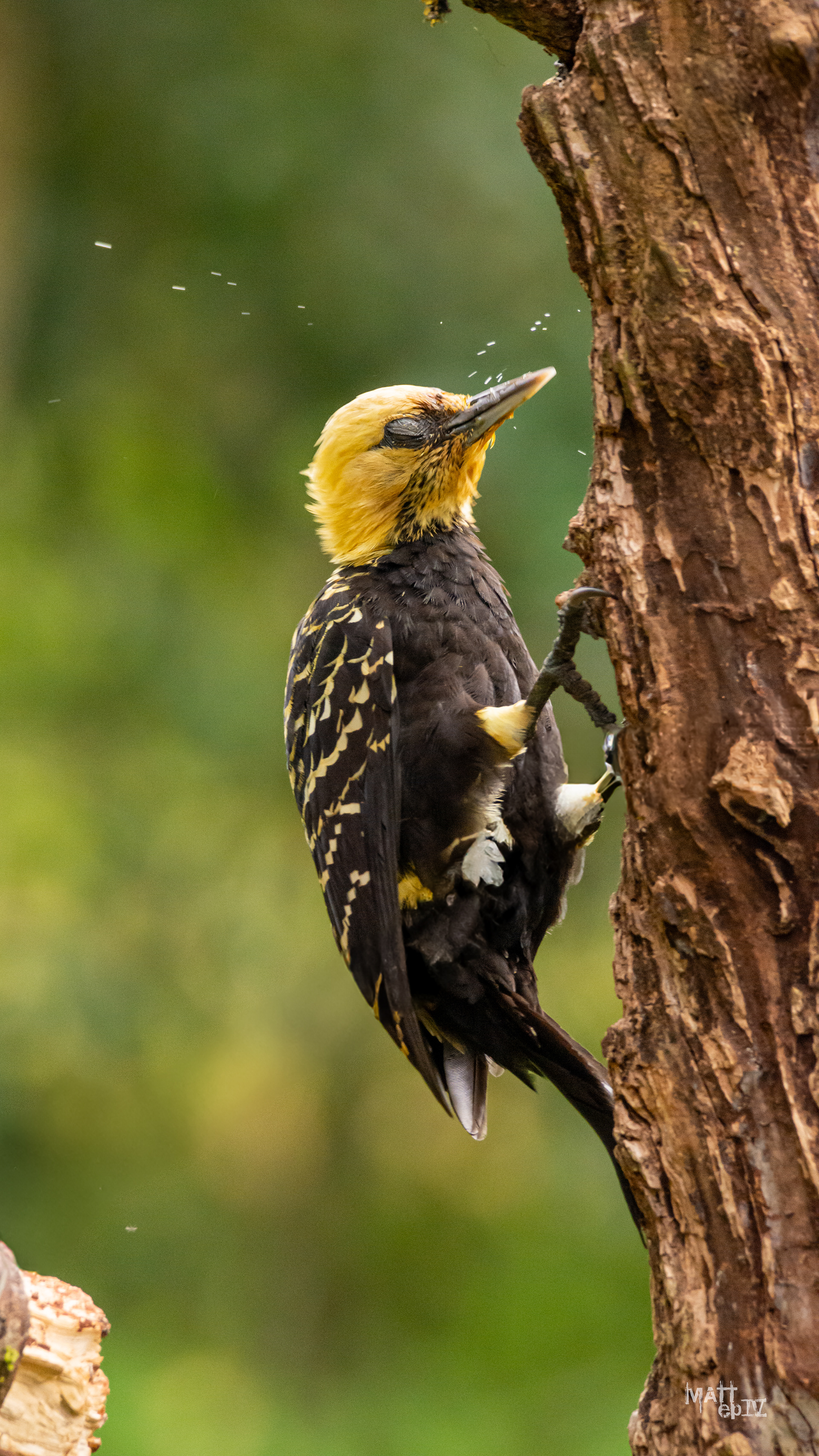 Carpintero Copete Amarillo (Celeus flavescens)