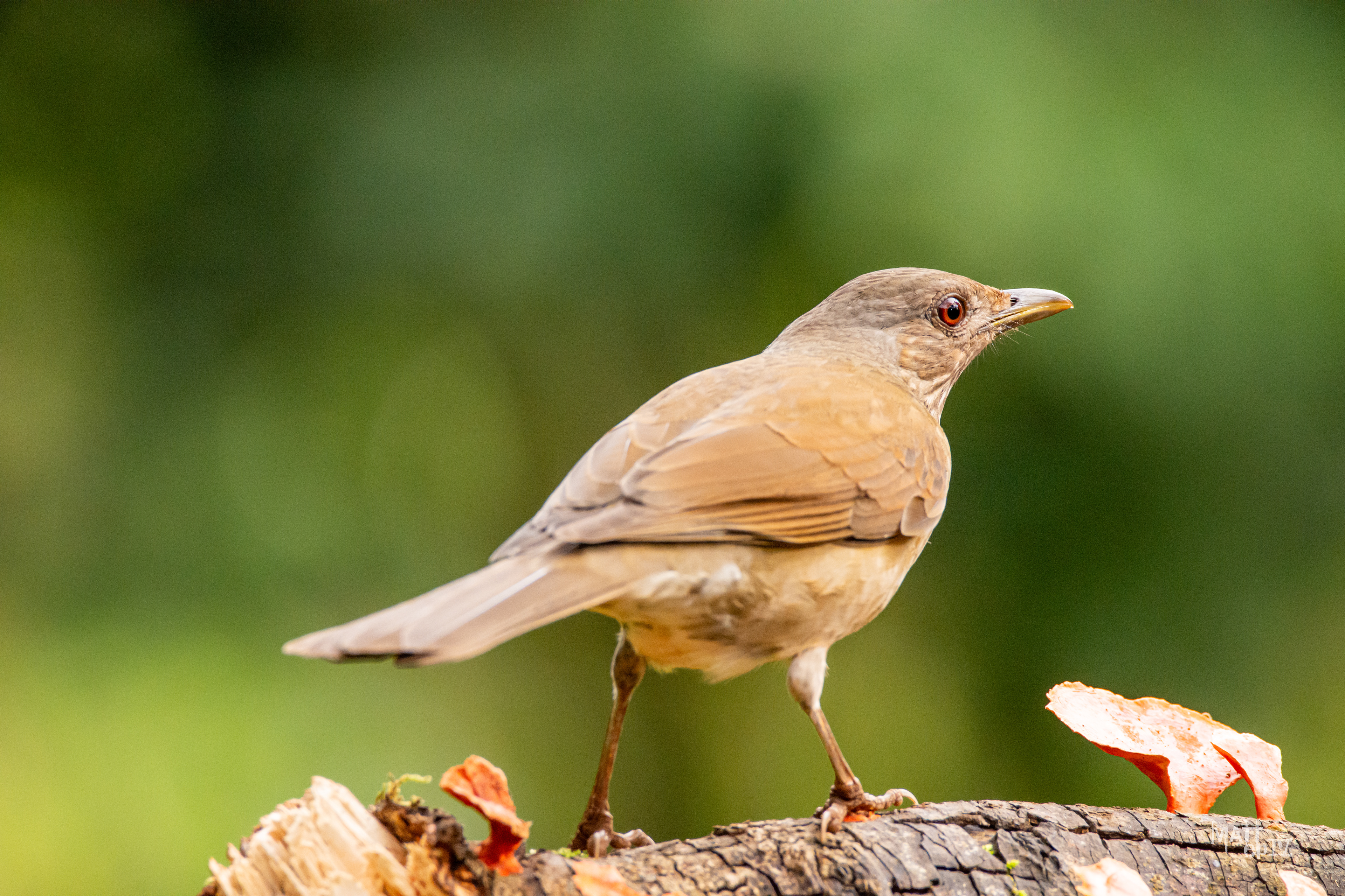 Frutero Negro (Tachyphonus rufus), hembra