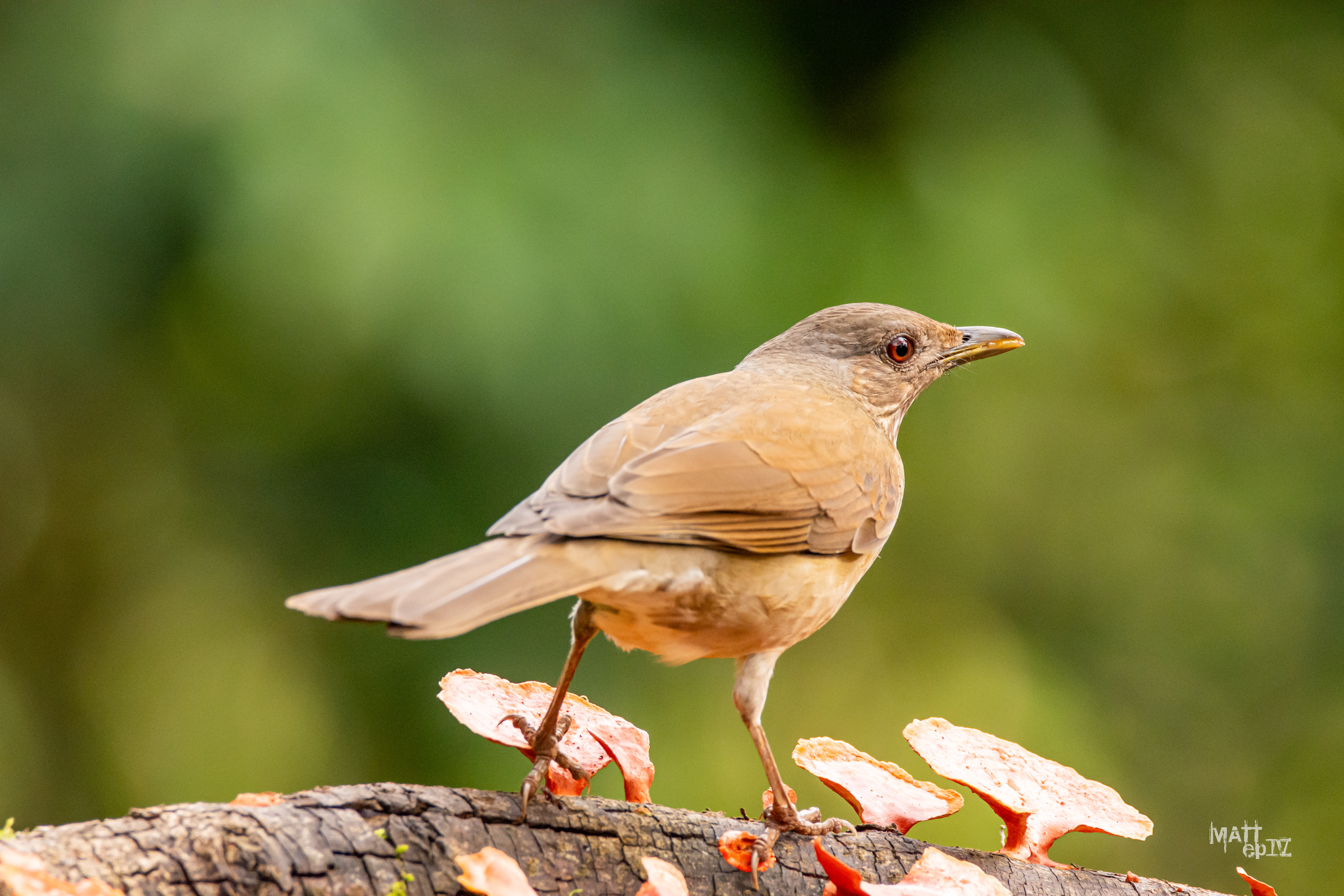Frutero Negro (Tachyphonus rufus), hembra