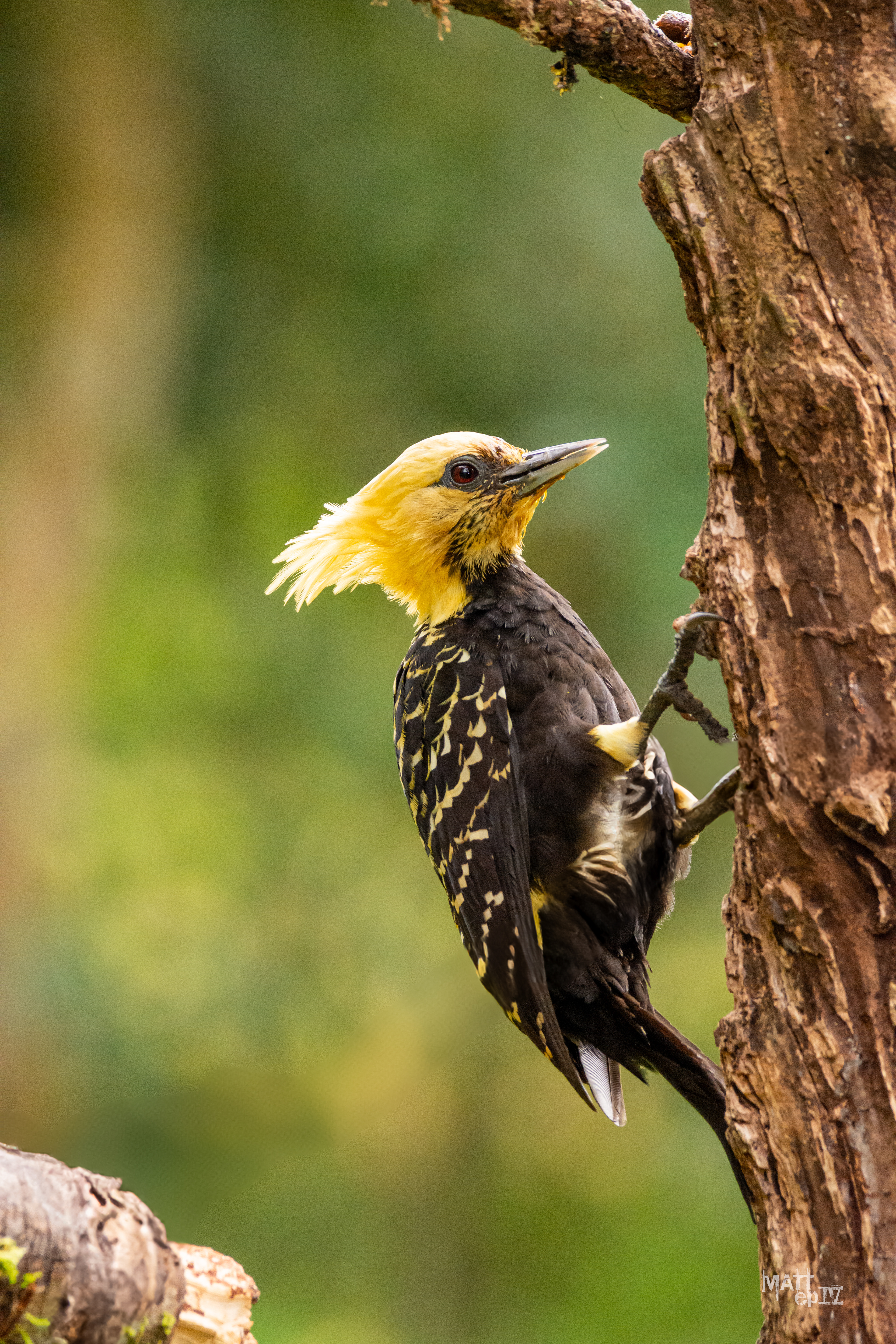 Carpintero Copete Amarillo (Celeus flavescens)