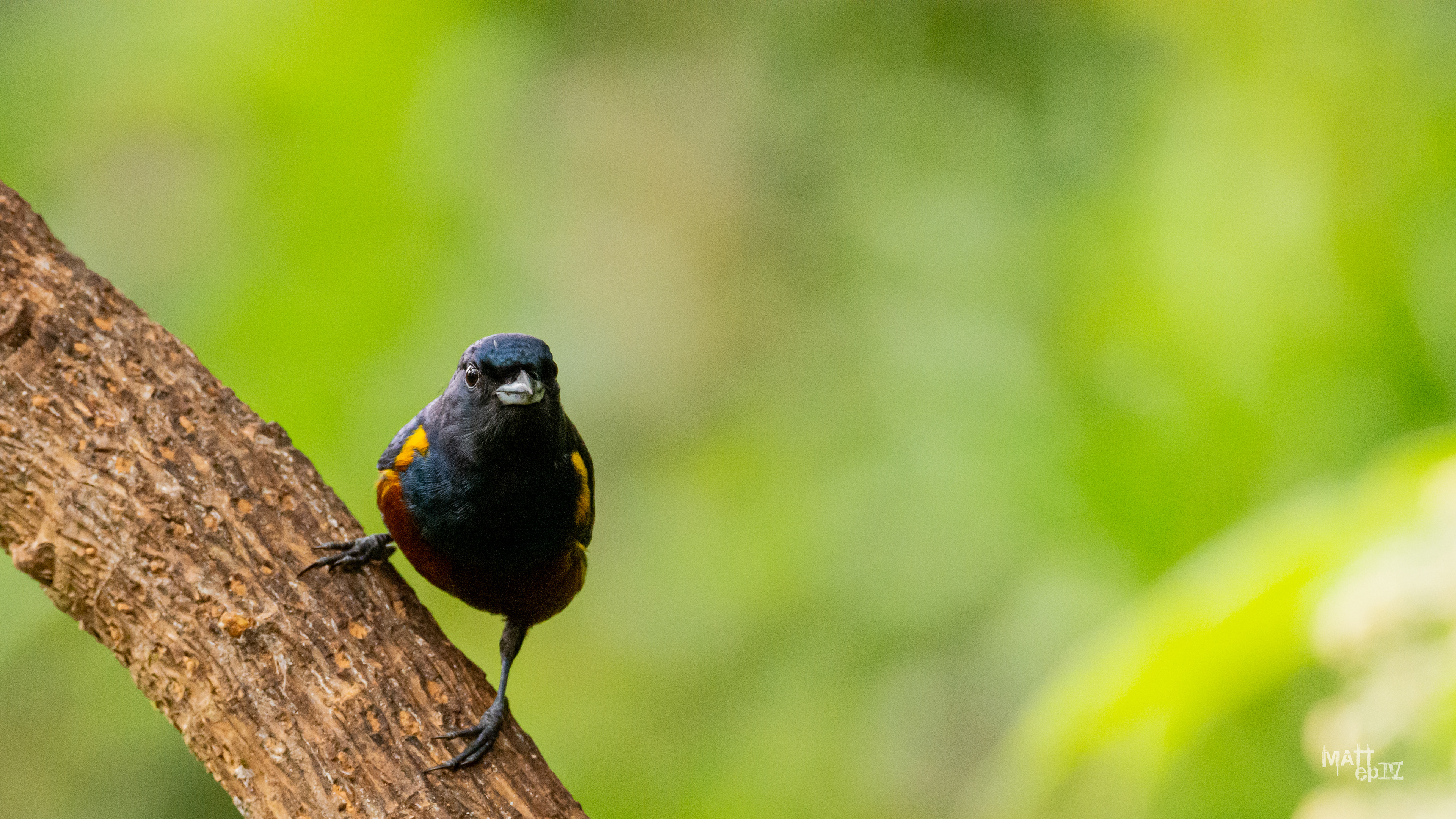 Tangara Alcalde (Euphonia pectoralis)