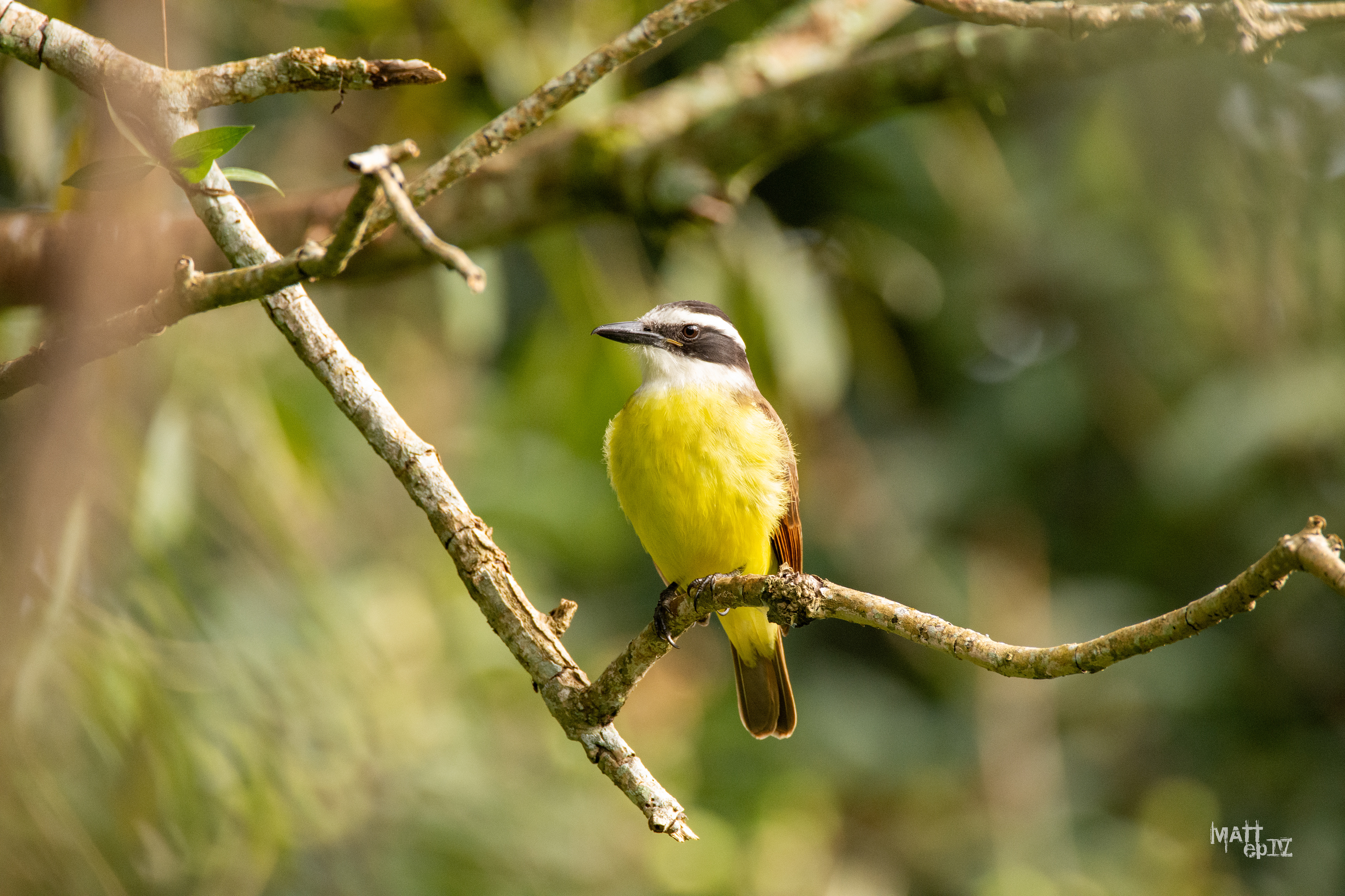 Benteveo (Pitangus sulphuratus)