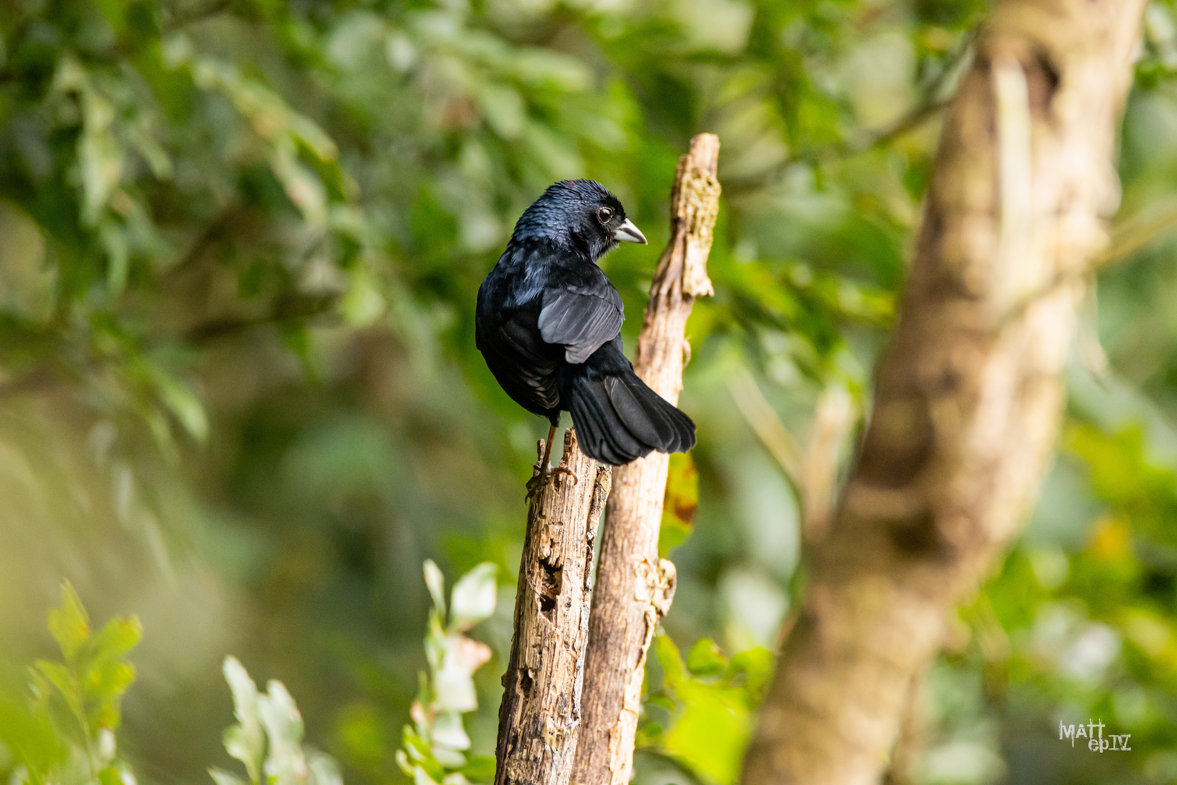 Tordo Renegrido (Molothrus bonariensis)