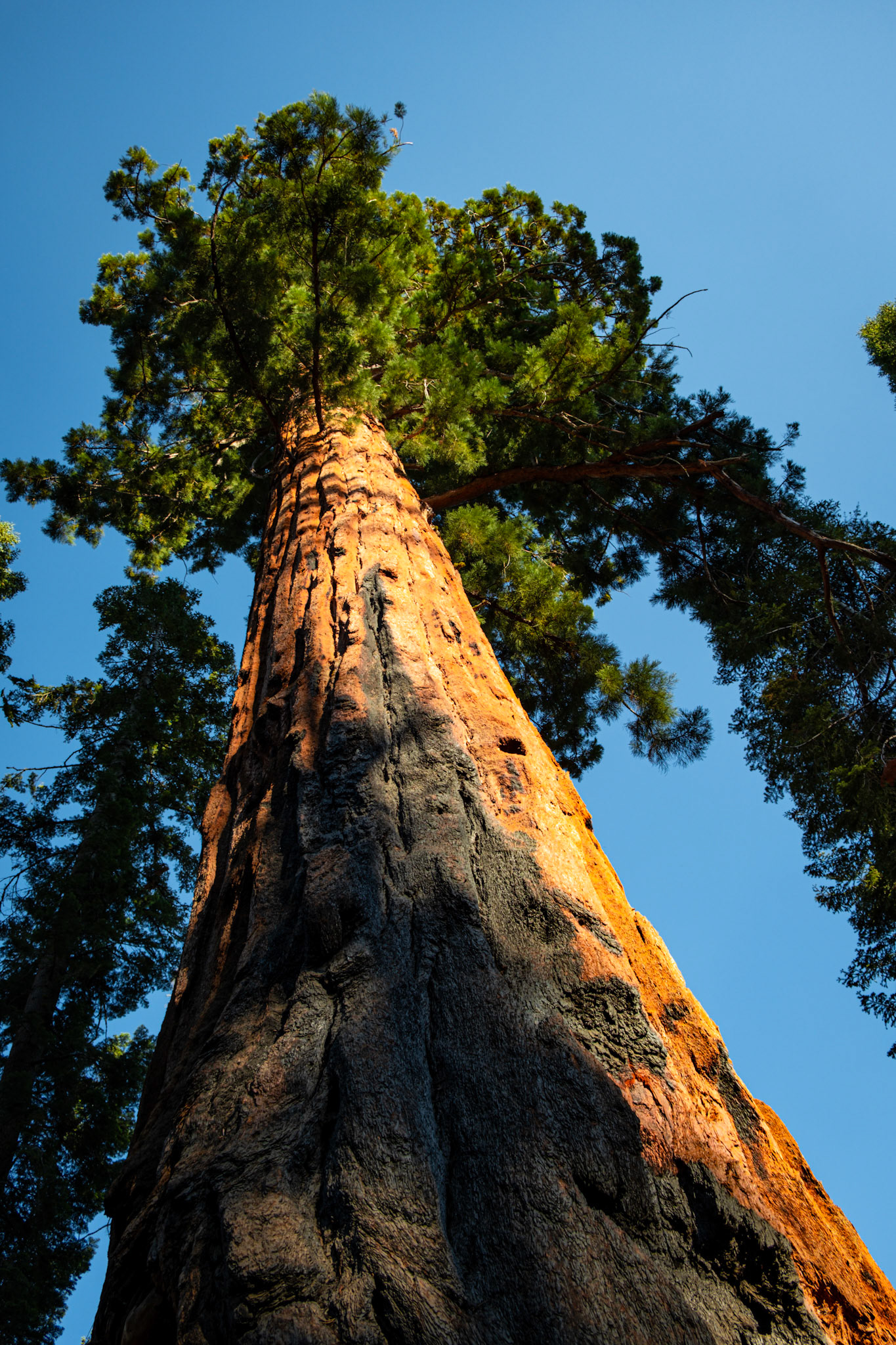 Giant Sequoia