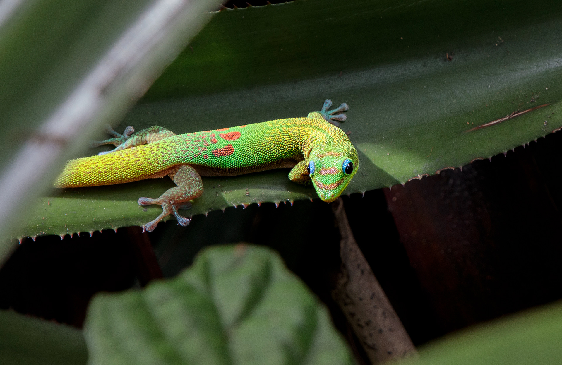 Green Gecko