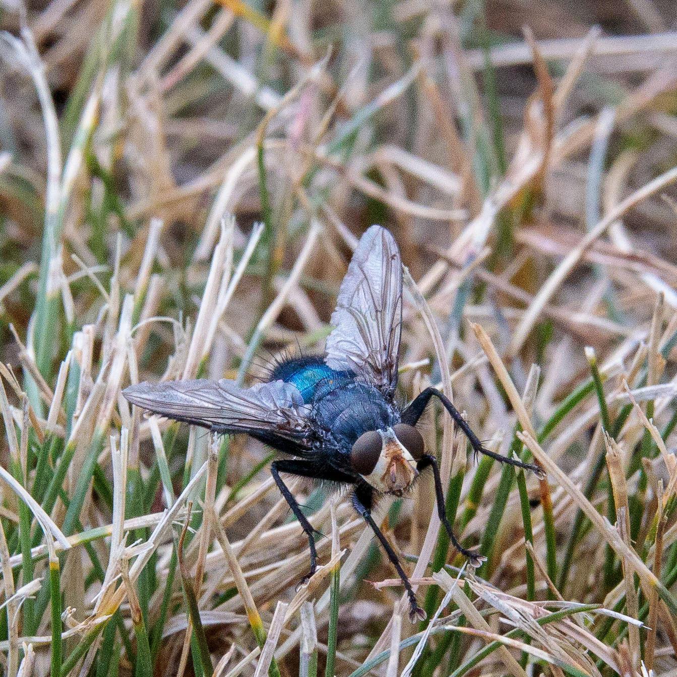 Schmeißfliege