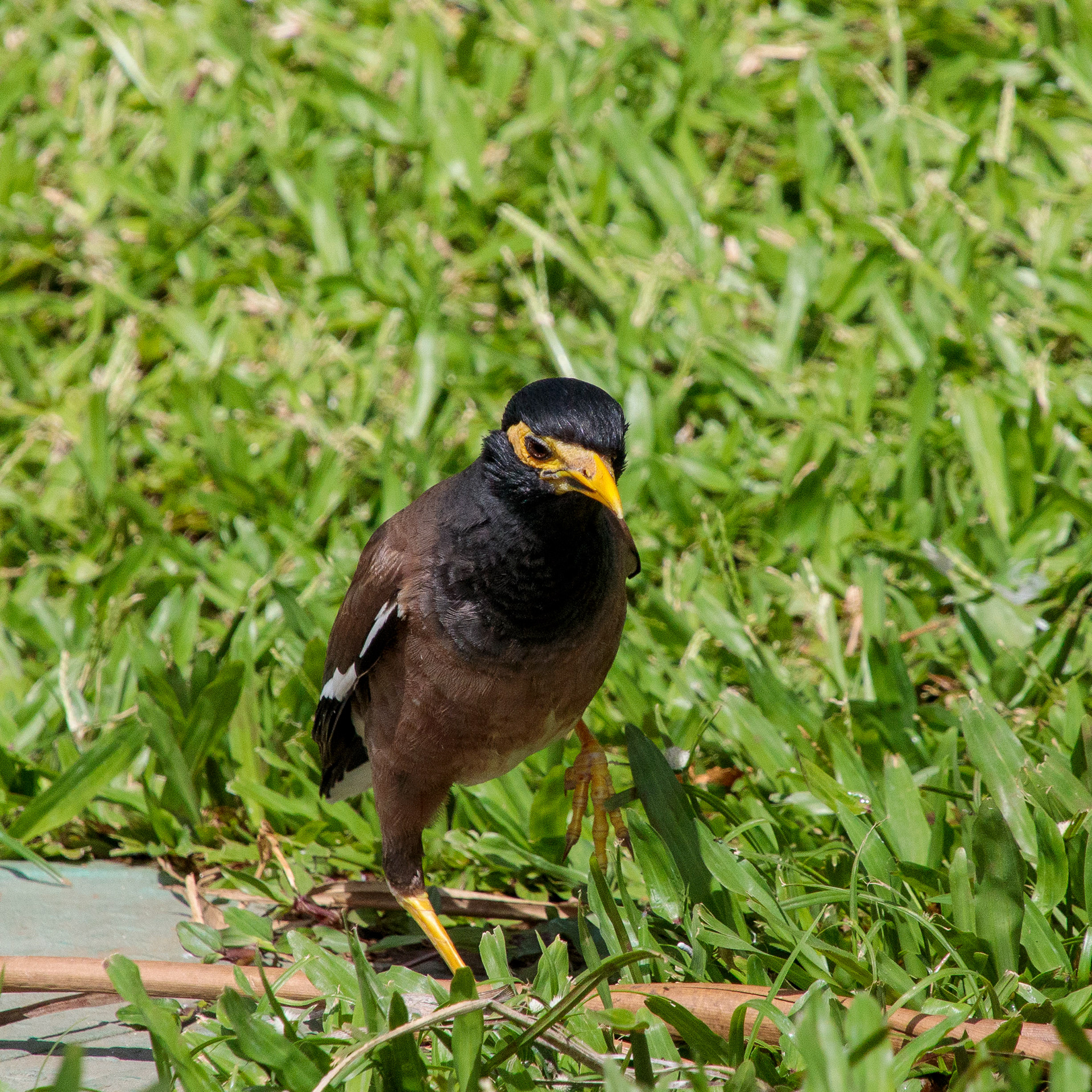 Myna Bird