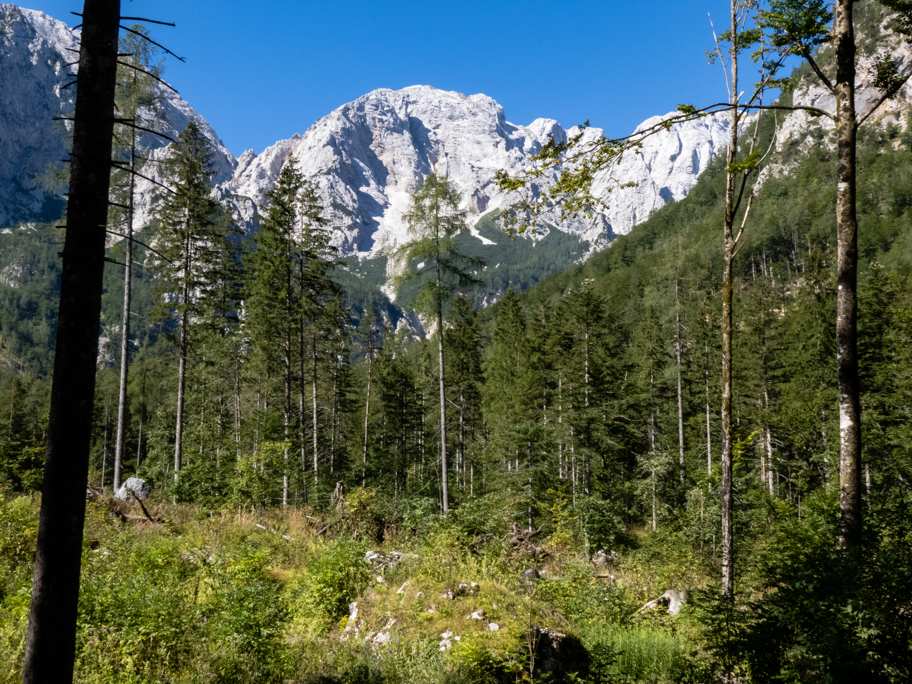 Logan Tal, Slovenien