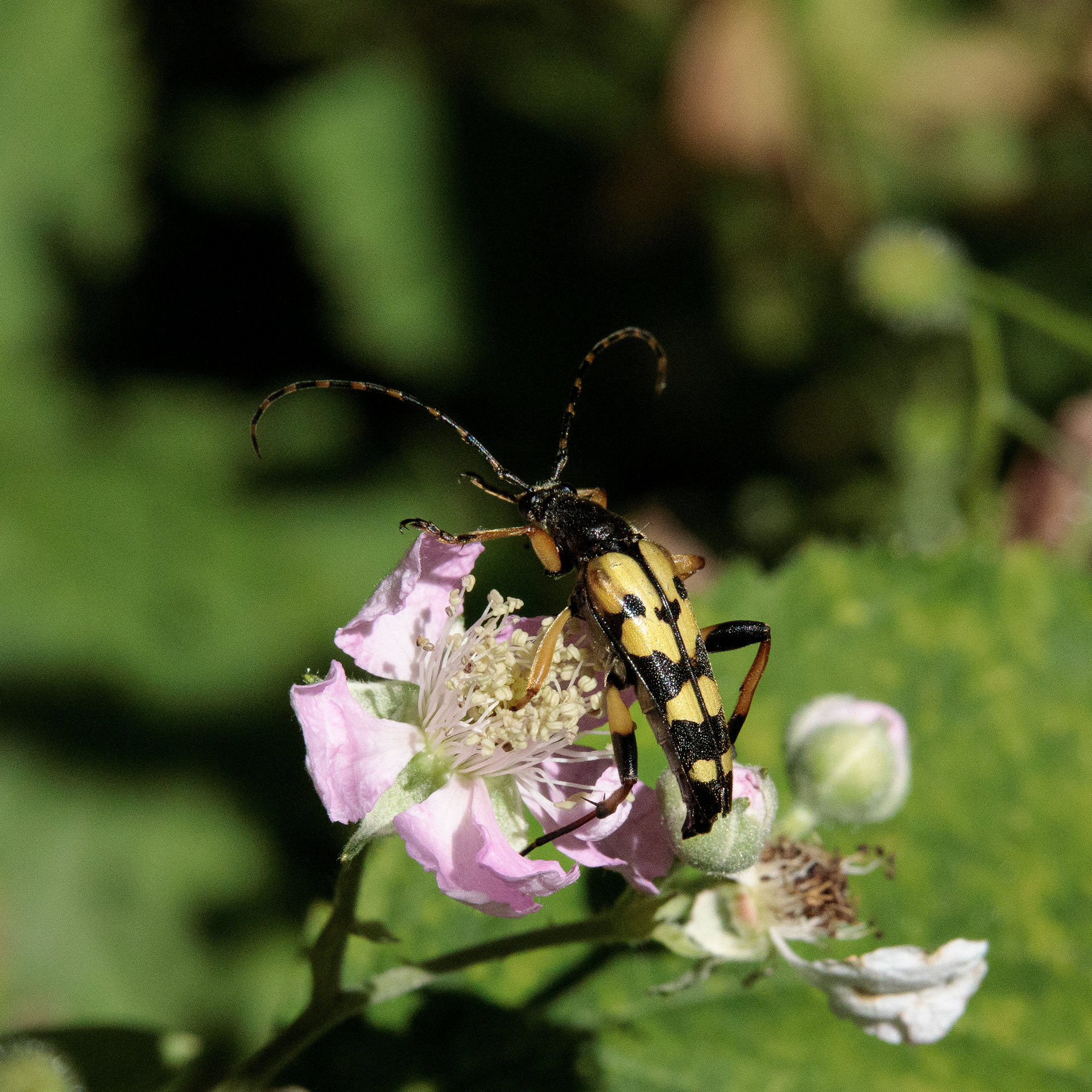 Gefleckter Schmalbock