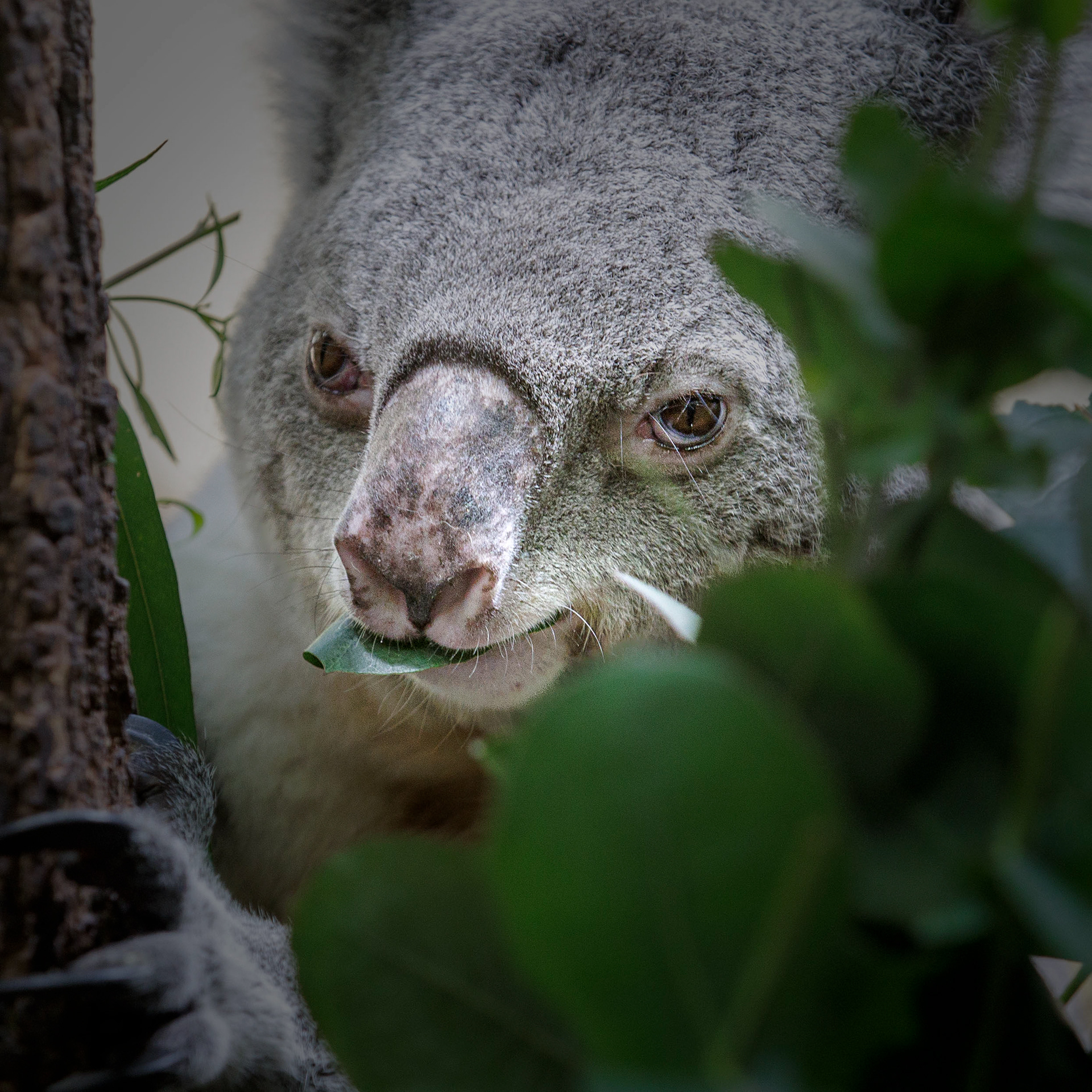 Koala