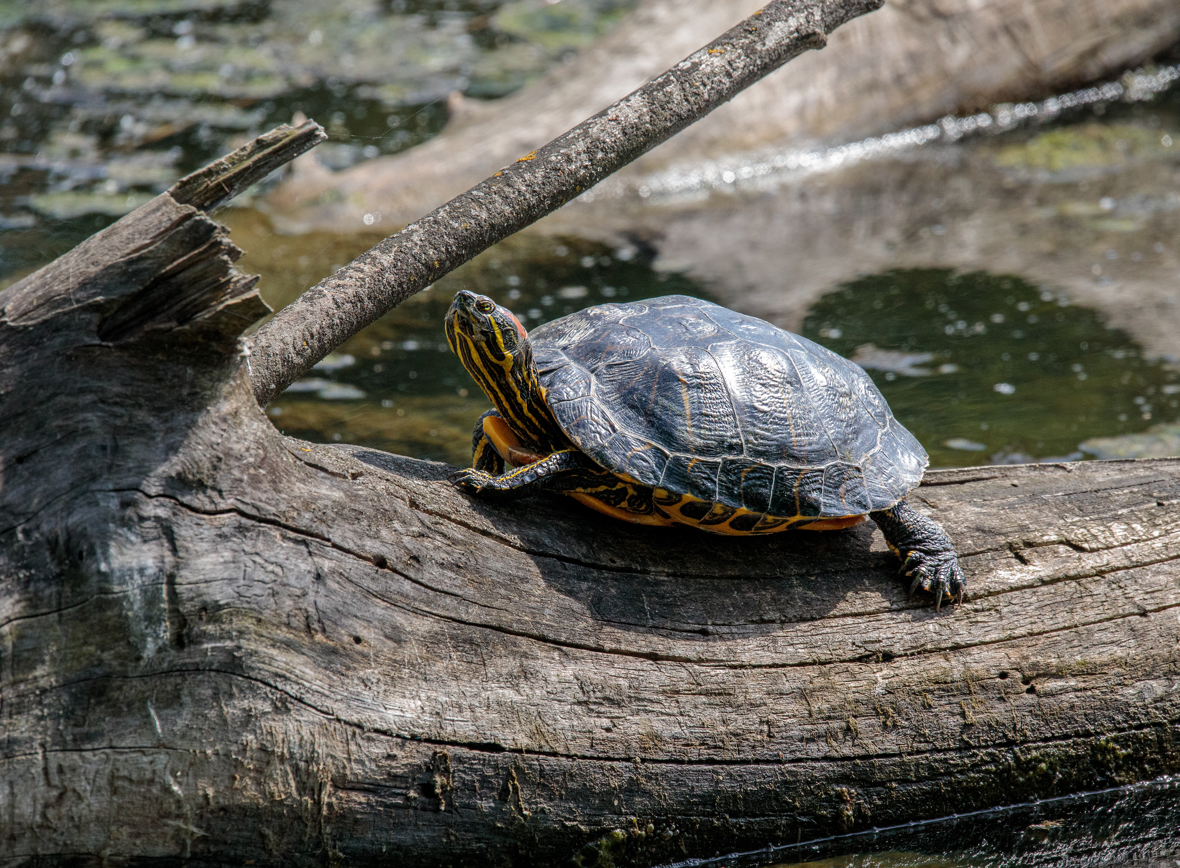 Rotwangen Schmuckschildkröte