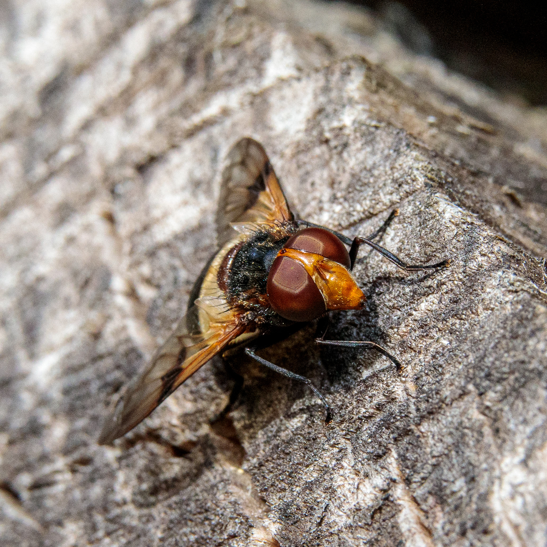 Schmeißfliege