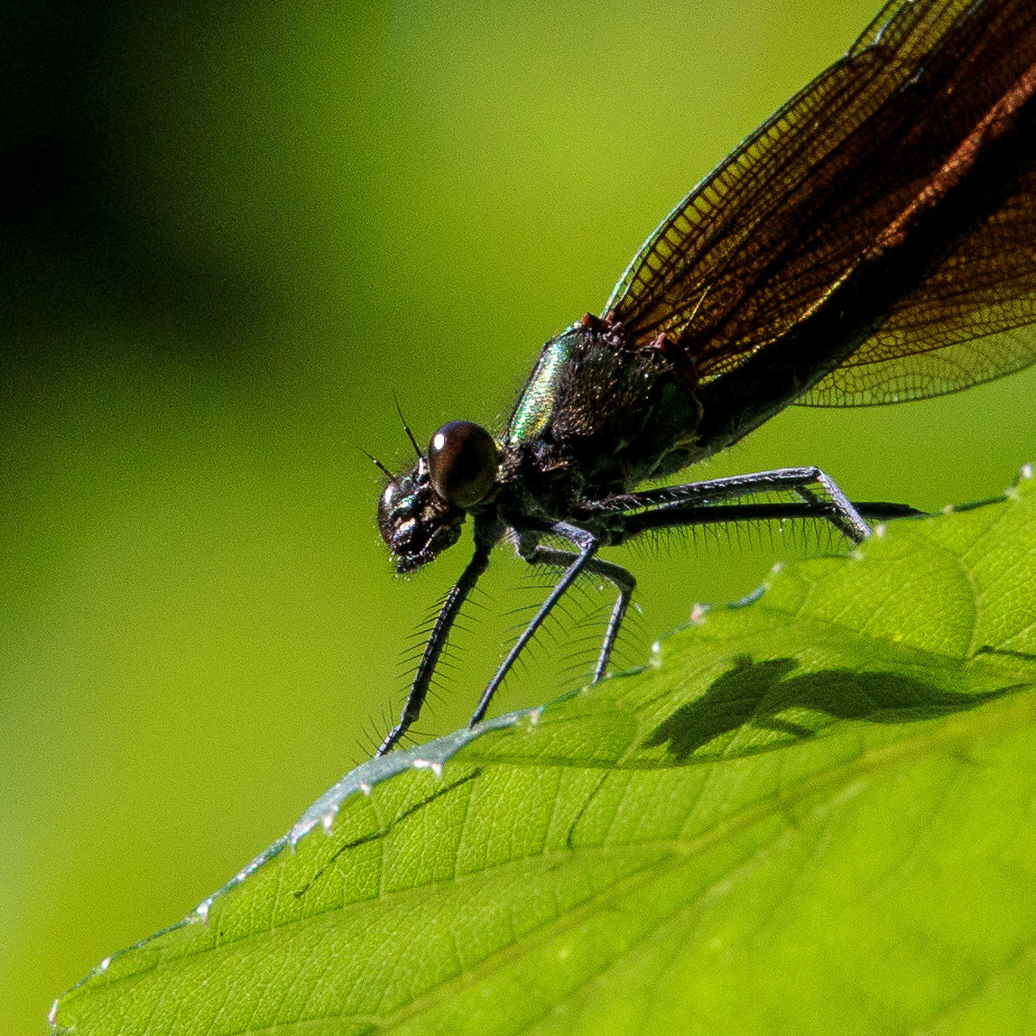 Libelle