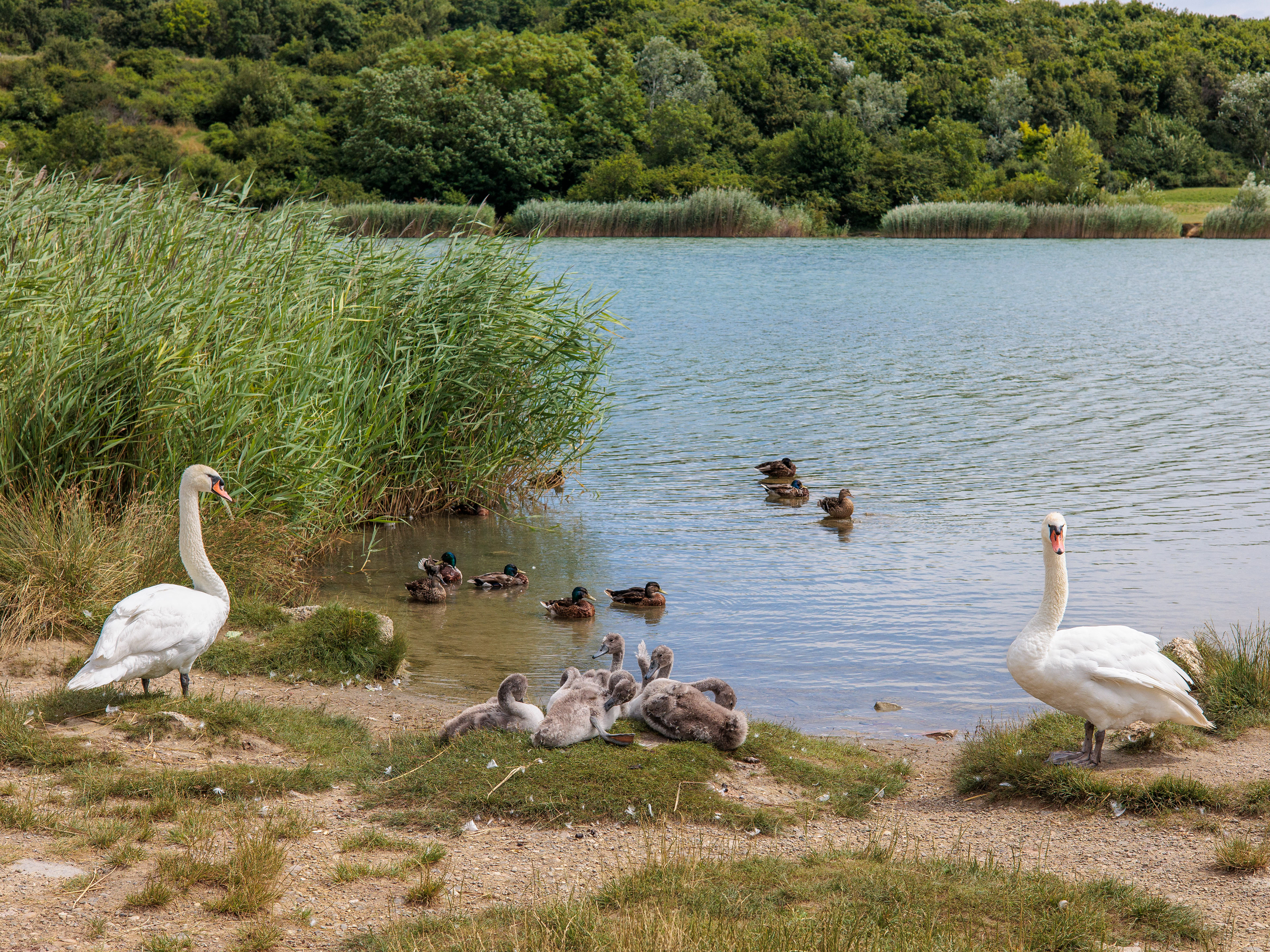 Schwanfamilie
