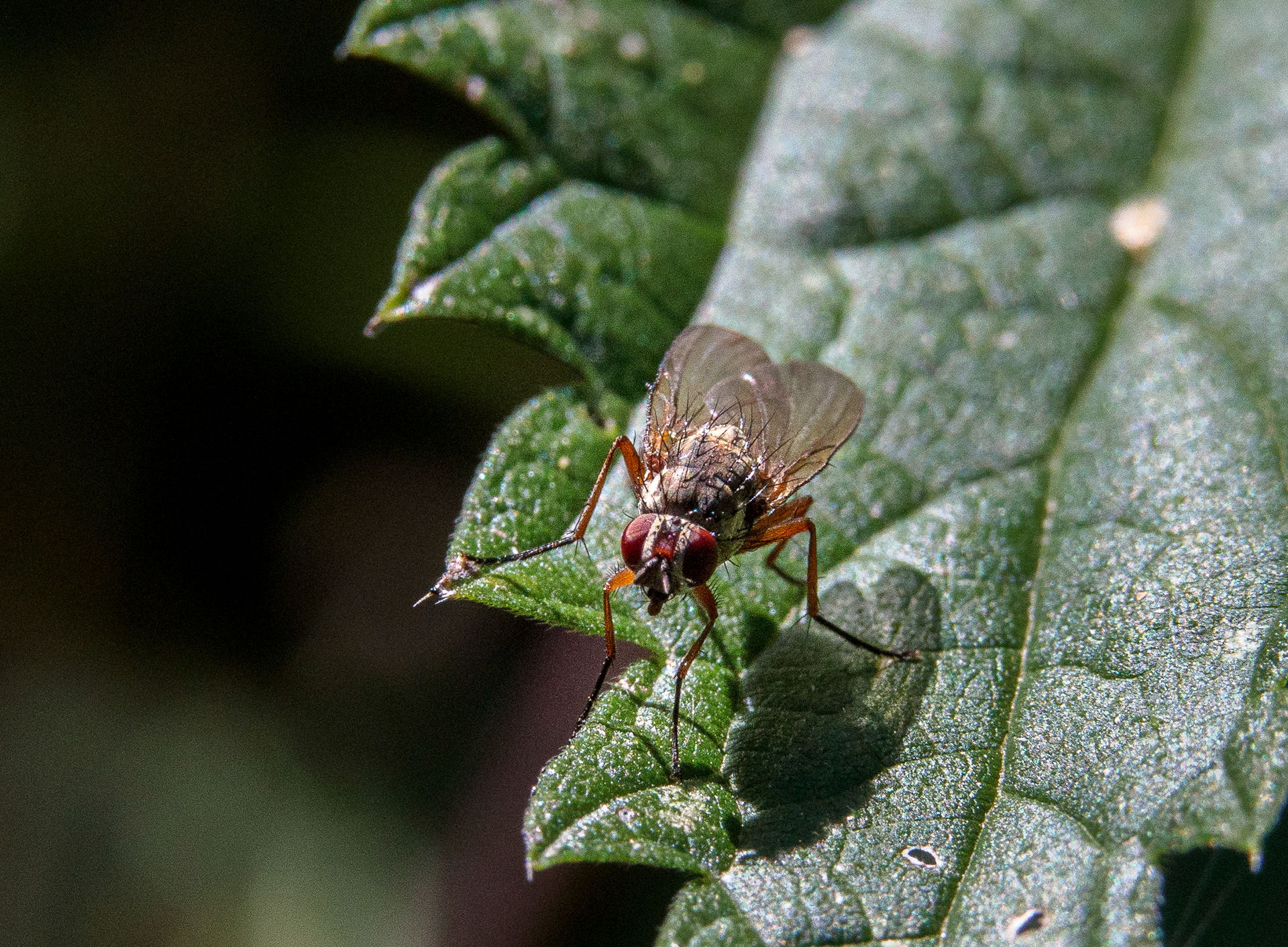 Fleischfliege