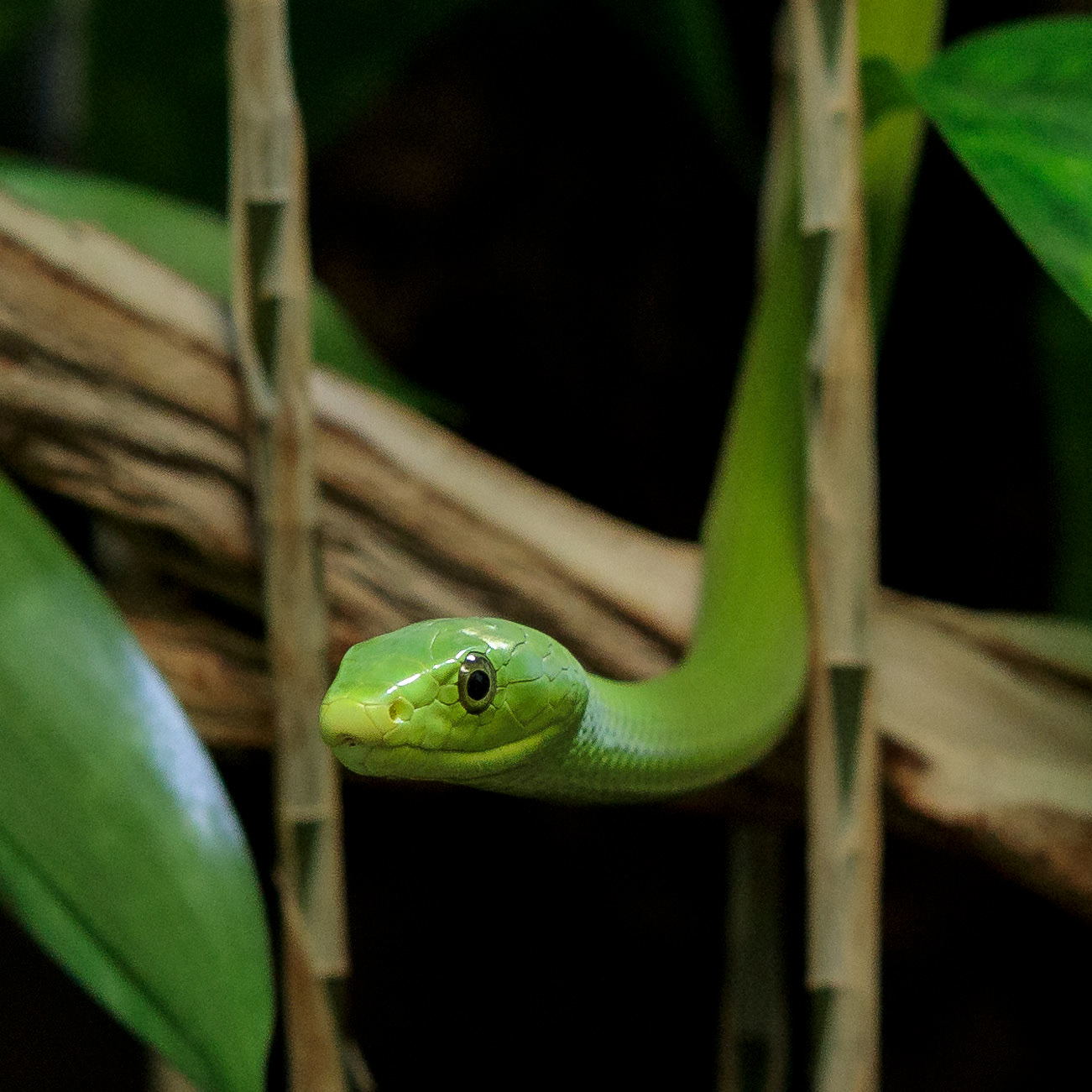 Grüne Mamba