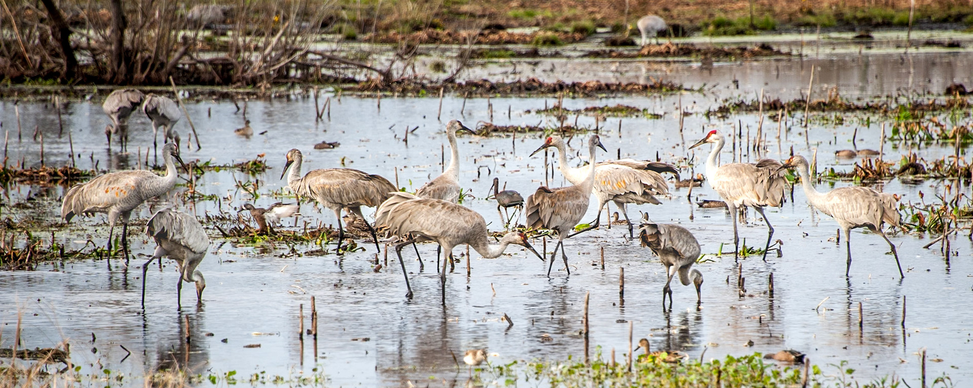 sandhill cranes, Gainesville, FL