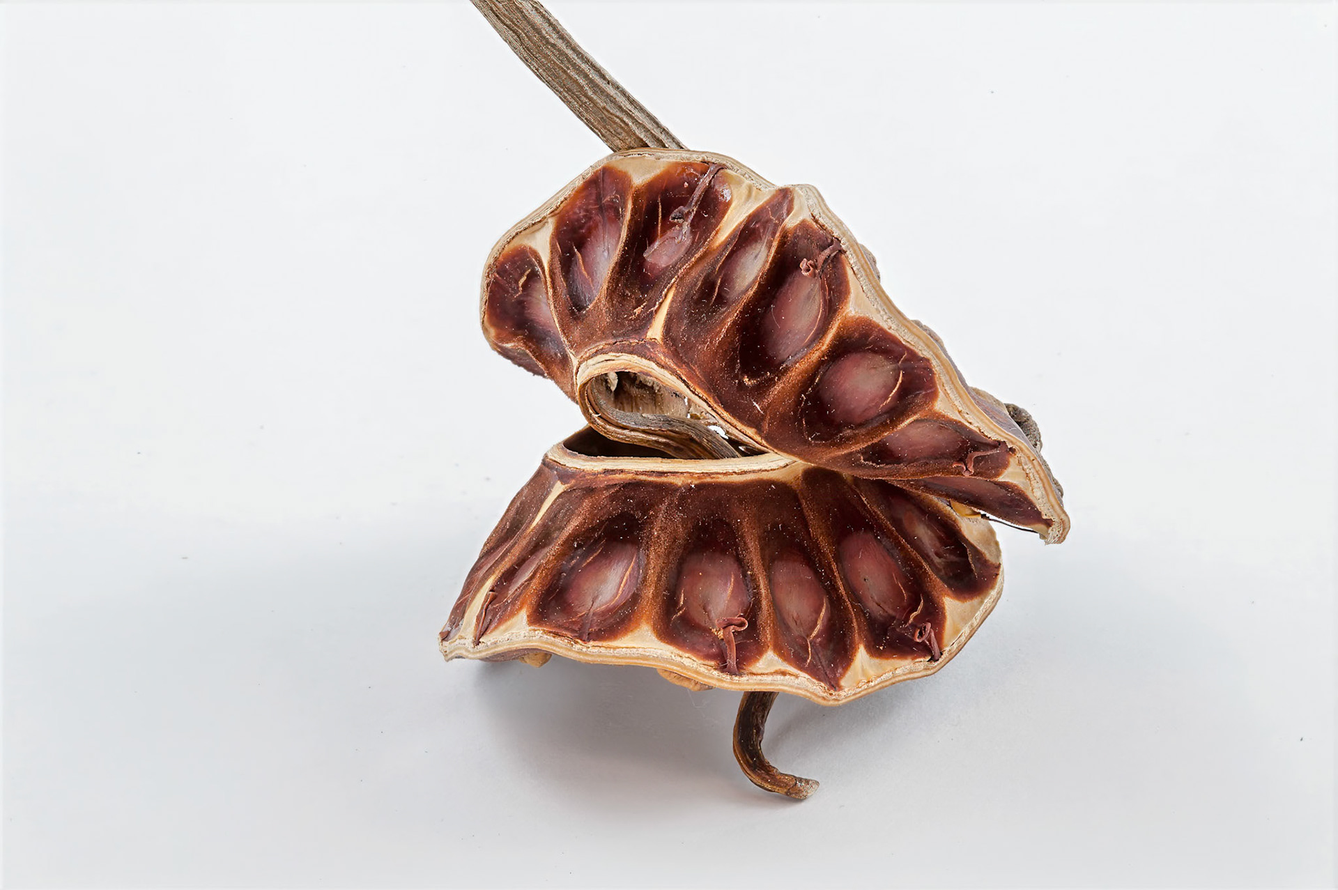 seed pod