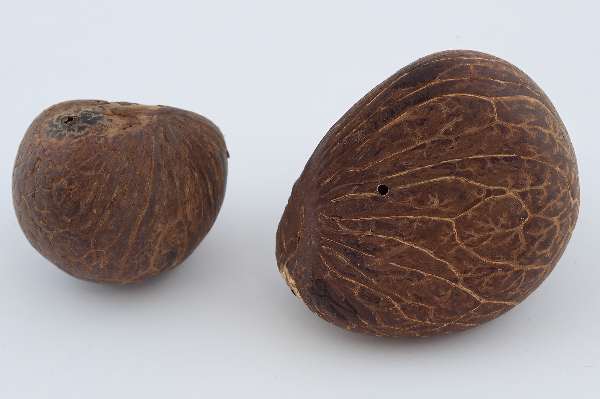 ivory nut for making buttons. Phytelephas macrocarpa Ruíz &amp; Pav.