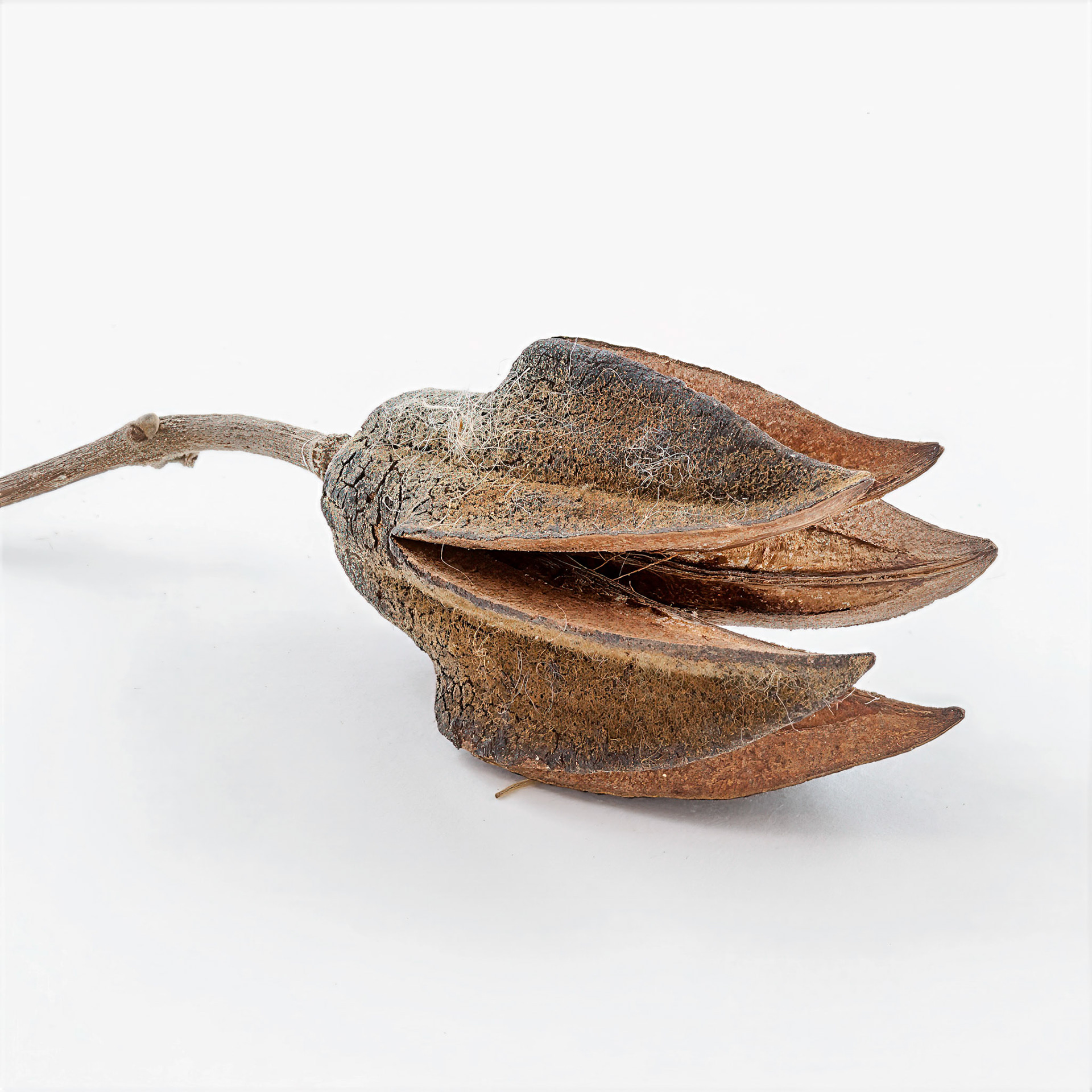 seed pod