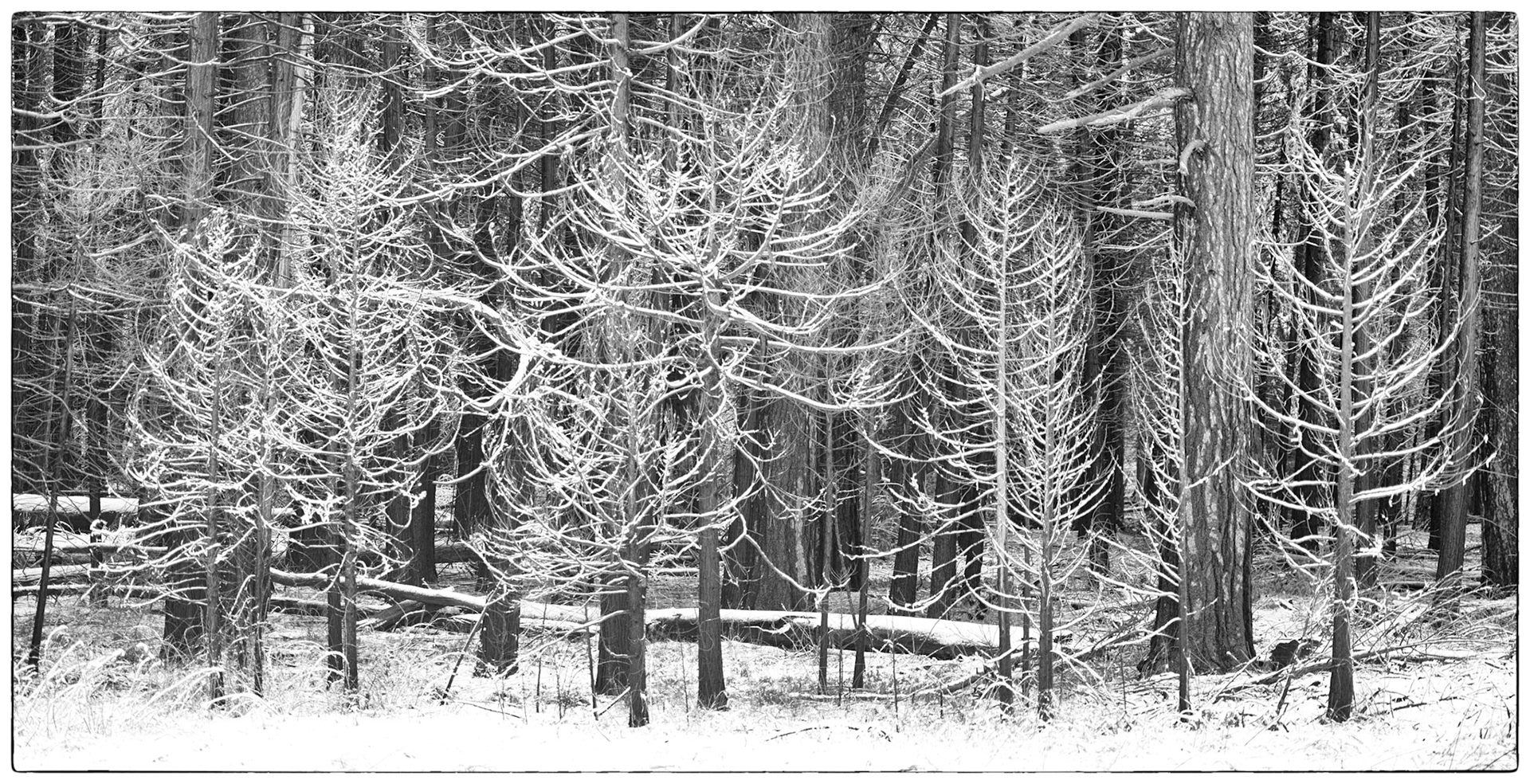 panorama of snow on trees ,Yosemite meadow, CA
